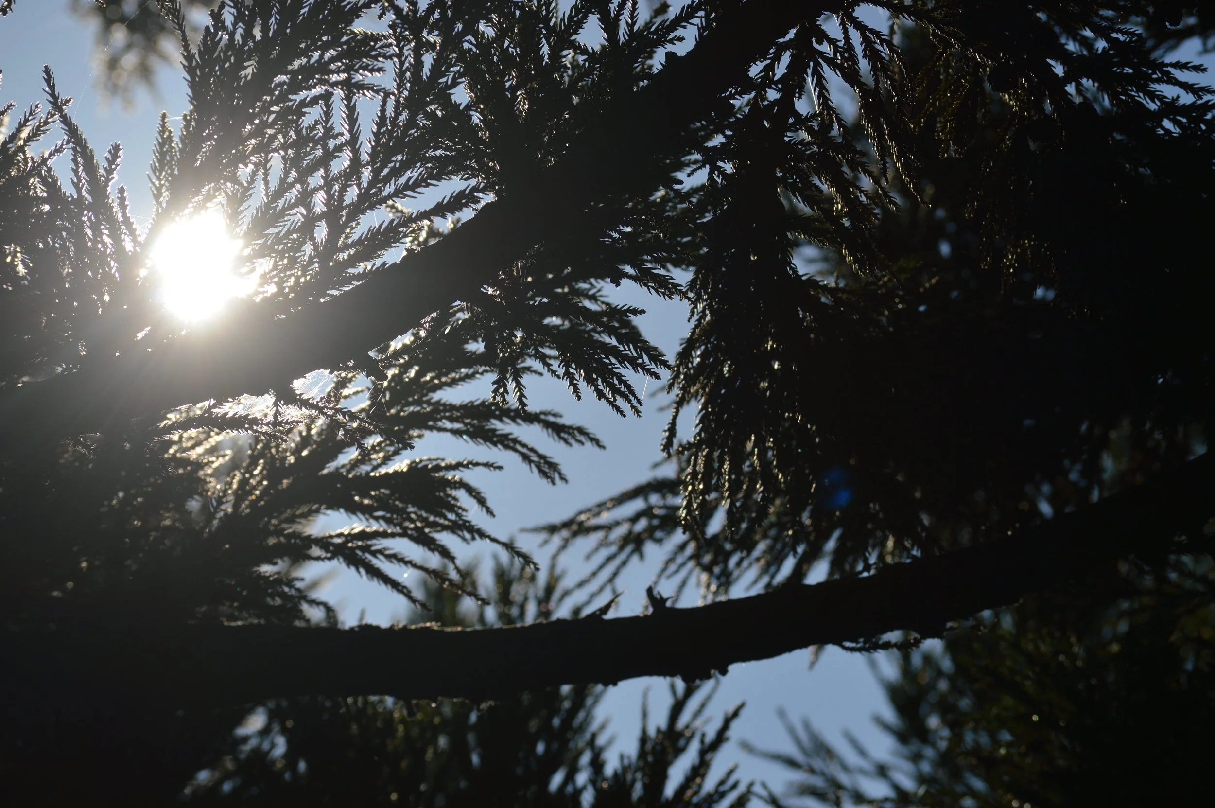 DSC_0337.JPG