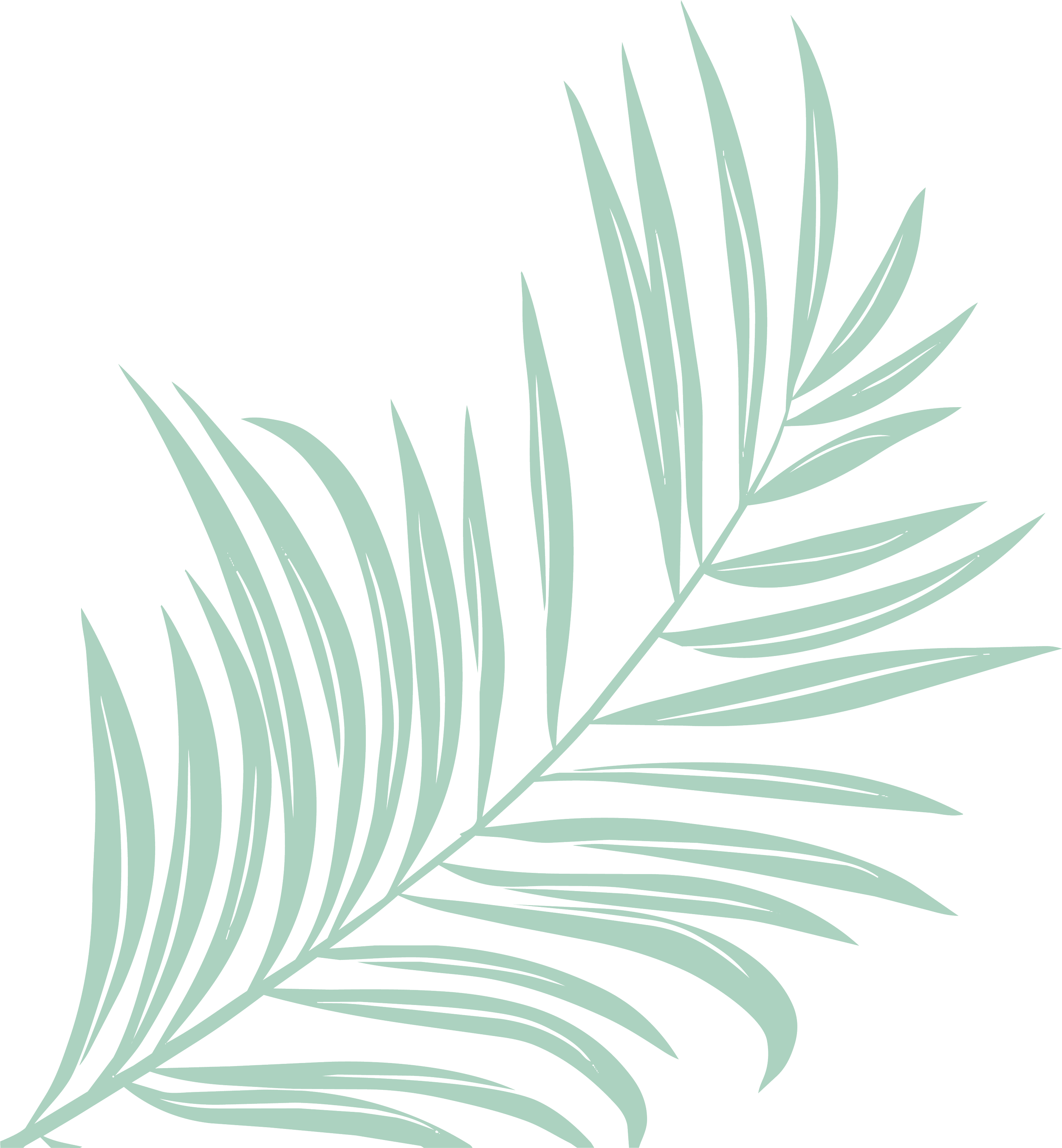Illustration of plantation palm leaves on a black background.