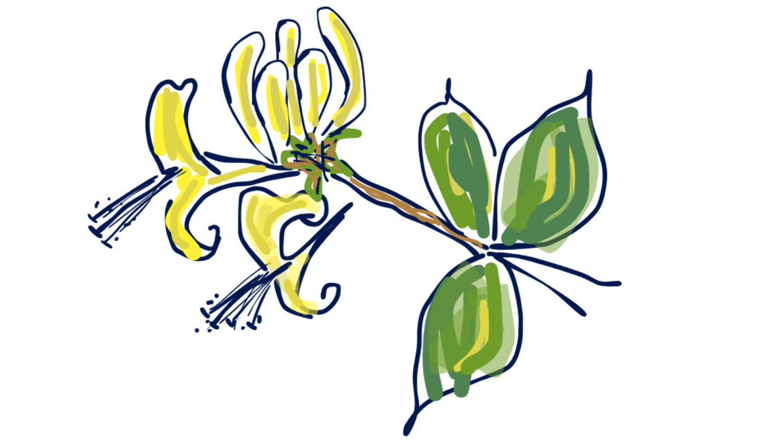 Dreams From a Honeysuckle Thicket