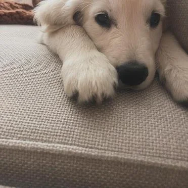 Close-up of a puppy lying on a couch.