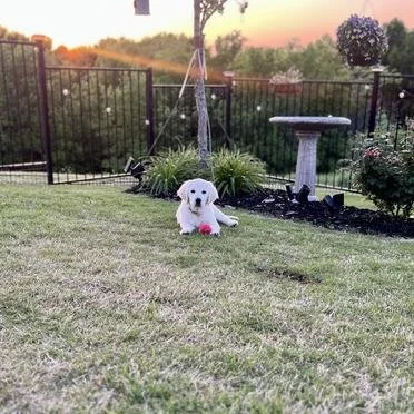 A white puppy lying on a grassy yard holding a pink toy, with a garden area, birdbath, and a sunset sky in the background.
