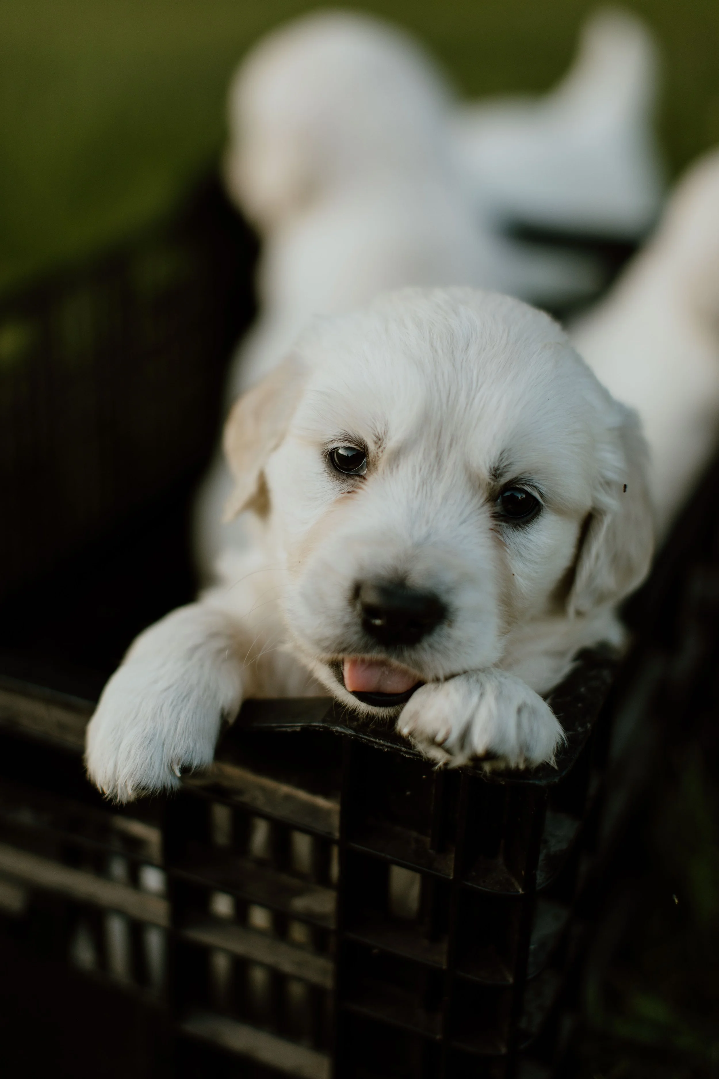 Close-up of a adorable white puppy resting on a dark wooden crate with green background.