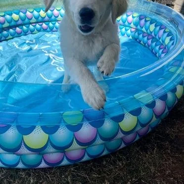 A golden retriever puppy in a small inflatable kiddie pool with a blue pattern.