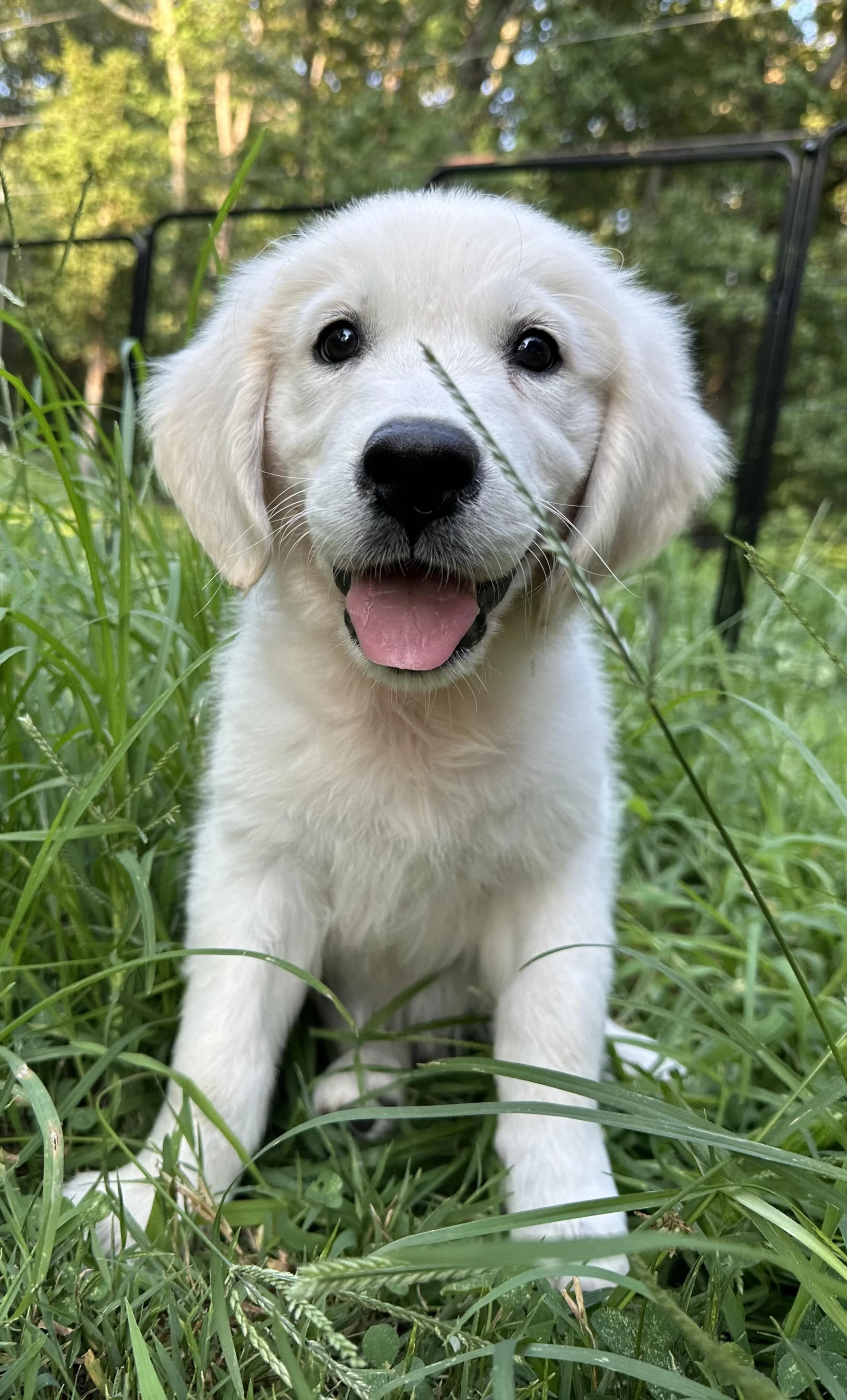 Close-up of a happy golden retriever puppy sitting in tall green grass outdoors with trees in the background.
