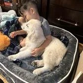 Child sitting on a bed with a puppy and stuffed animal