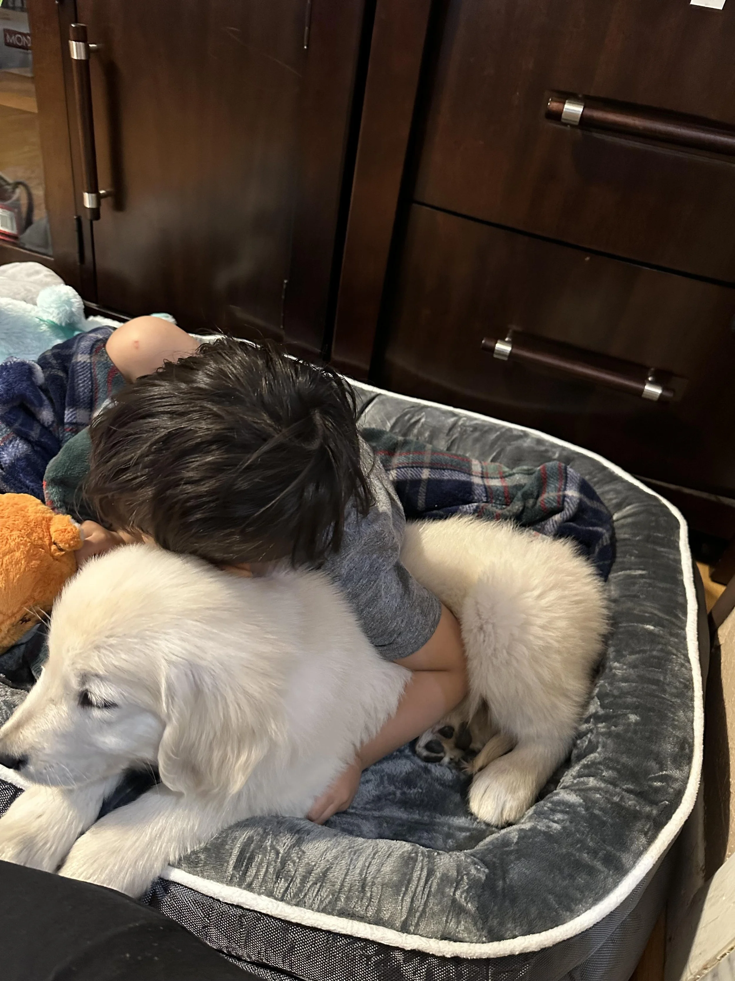 A child with dark hair is hugging a large white dog on a gray pet bed. The dog is lying down and appears relaxed.