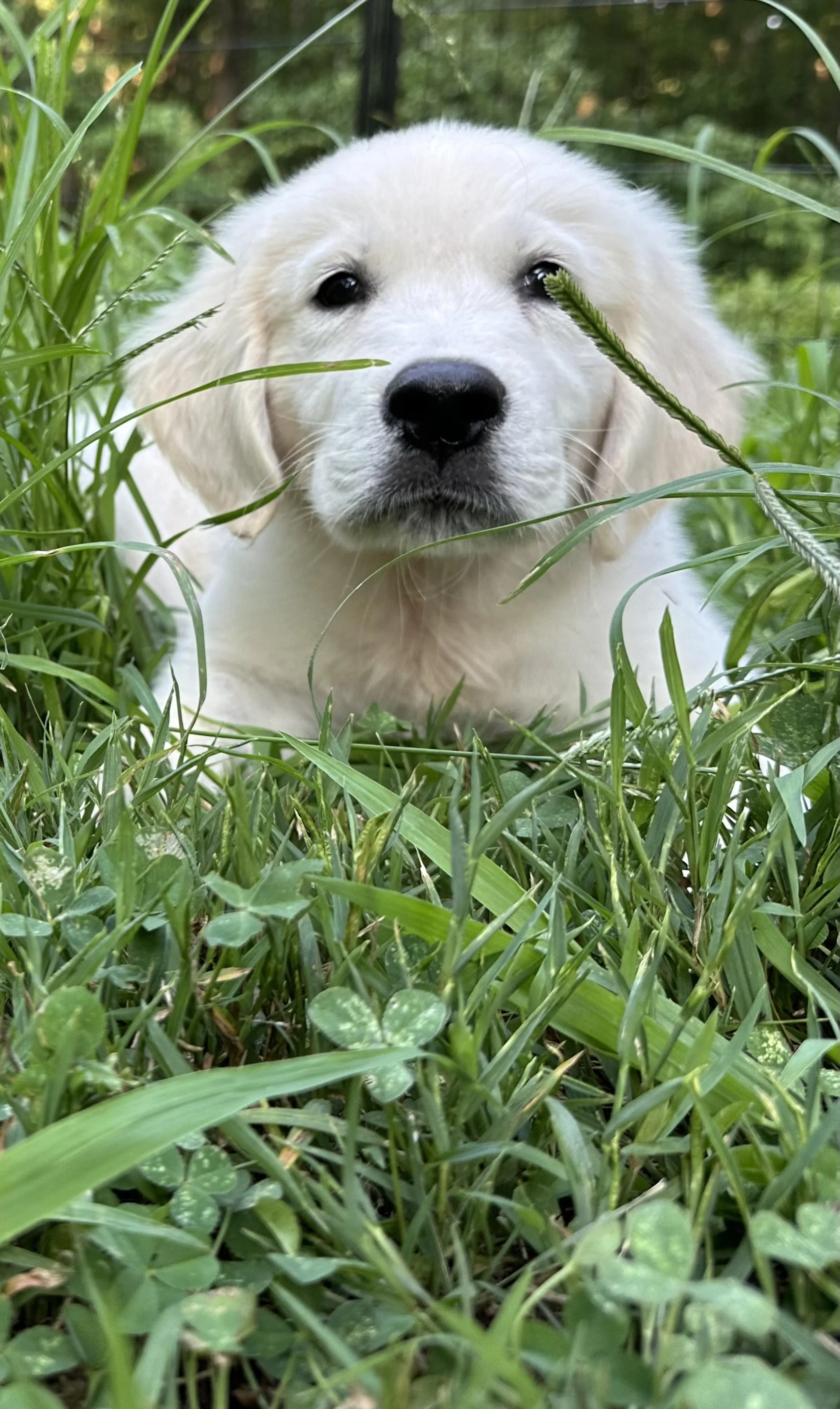 Close-up of a Labrador puppy with white fur, lying in green grass, looking at the camera with black eyes and a black nose.