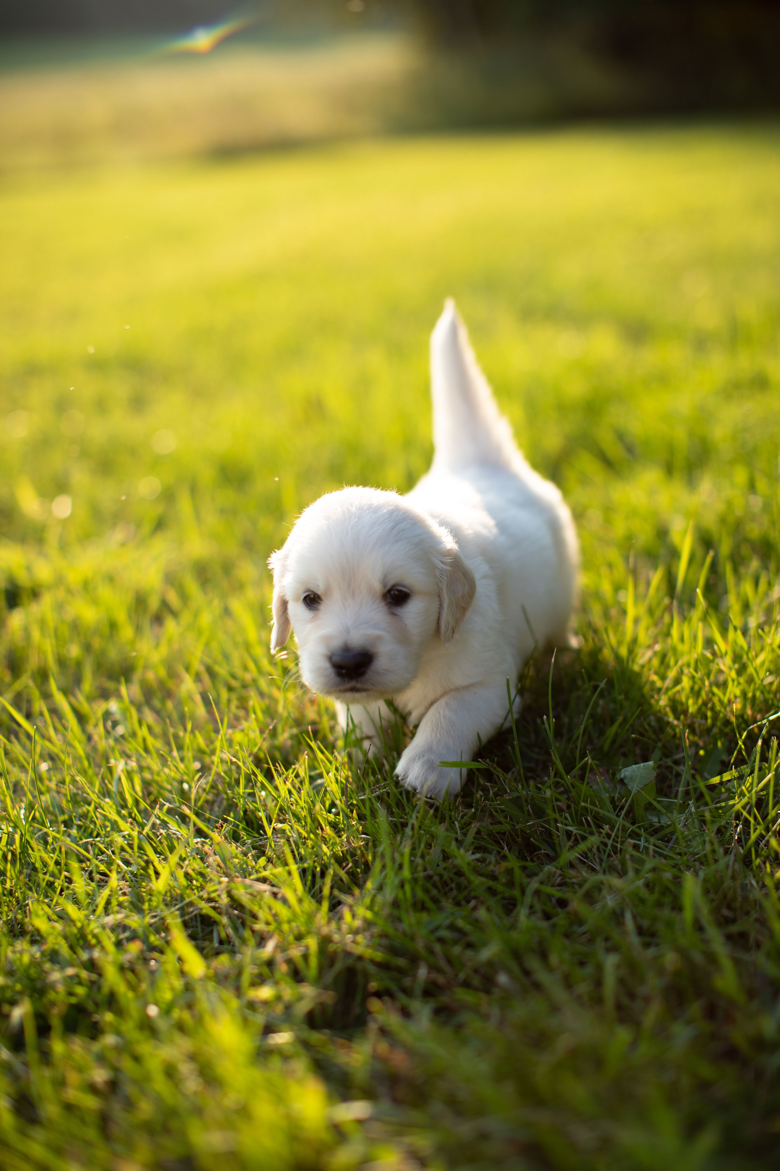 A cute yellow Labrador puppy walking on green grass in a sunlit outdoor yard.
