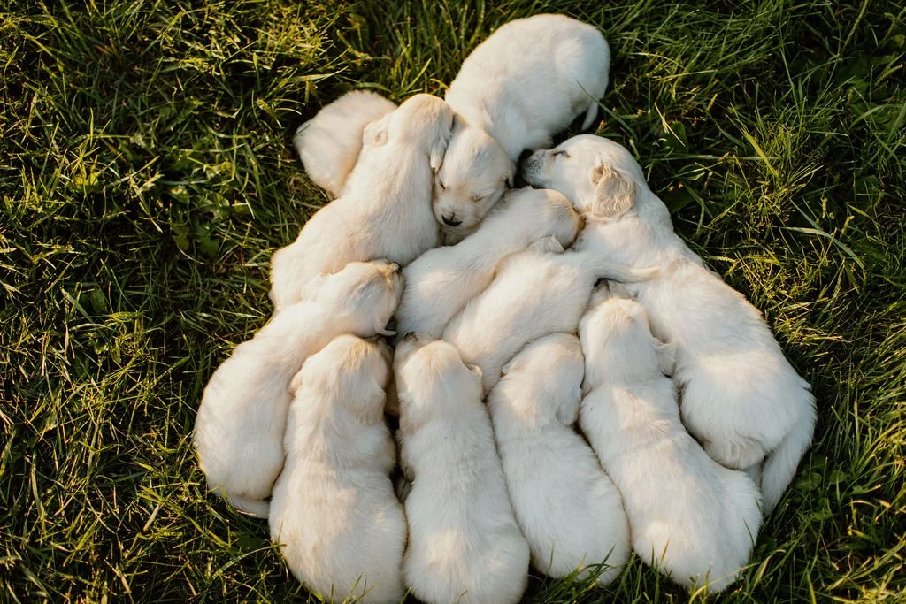 A group of nine white puppies sleeping closely together on green grass.