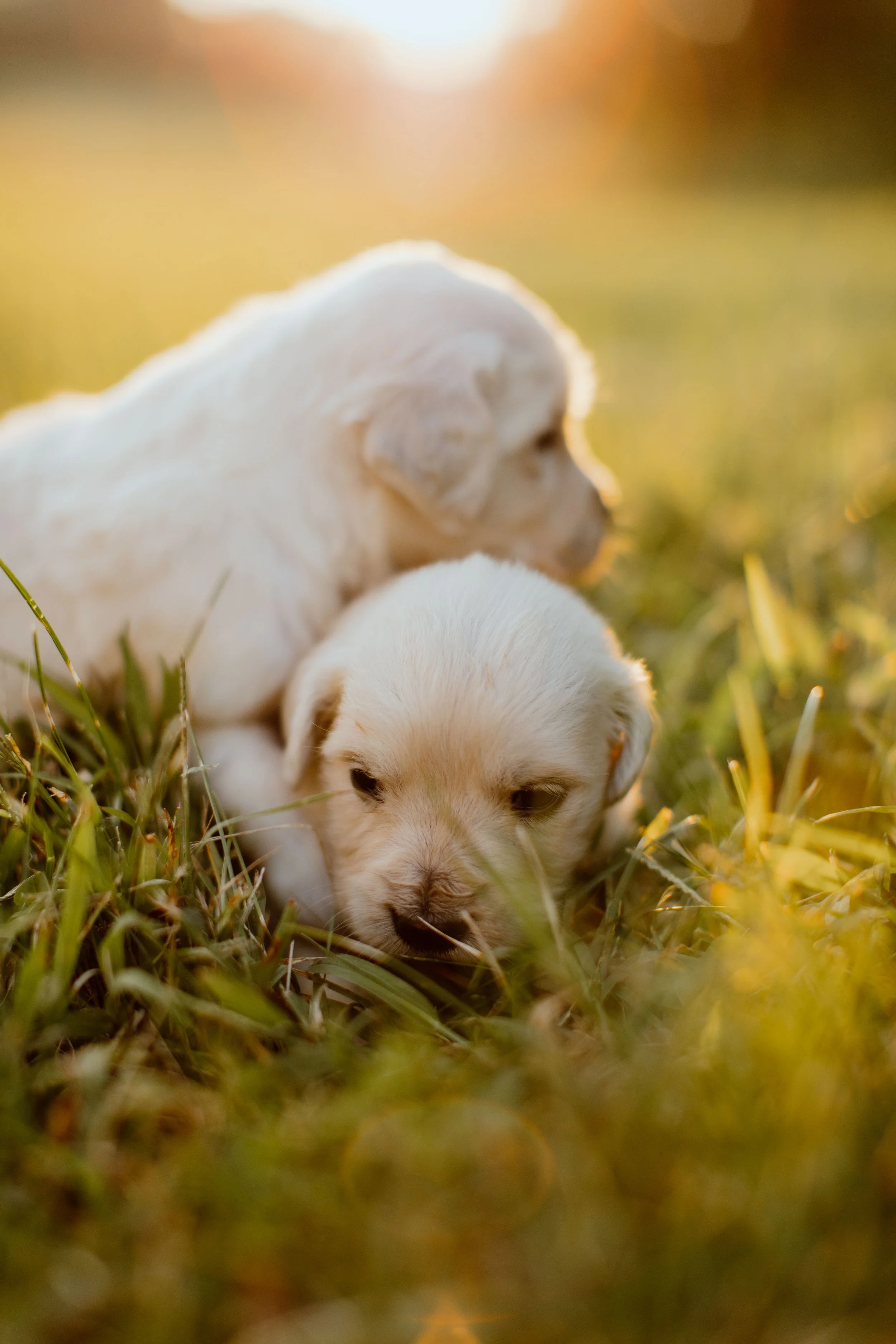 Two white puppies lying in green grass during sunset.