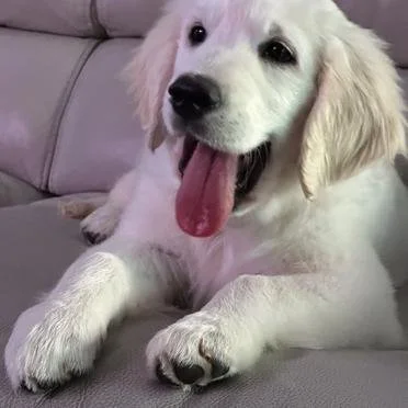 Cute golden retriever puppy lying on a gray couch with its tongue out.