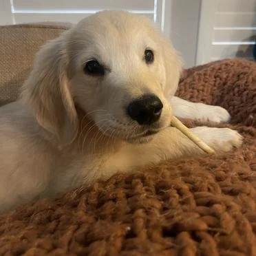 A cute Golden Retriever puppy lying on a brown blanket with a chew stick in its mouth.