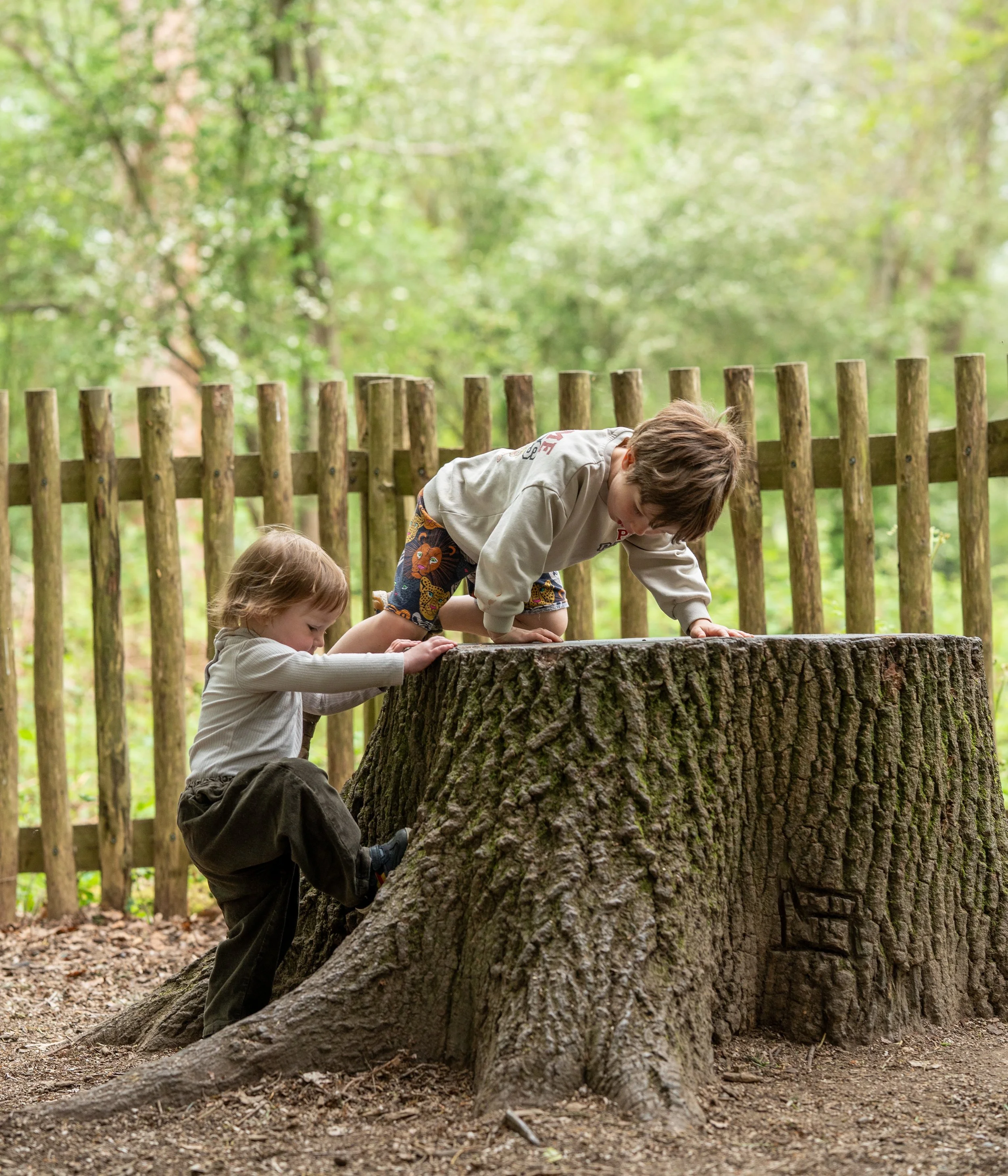 Two children playing on a large tree stump in a wooded area, with a wooden fence and lush green trees in the background.