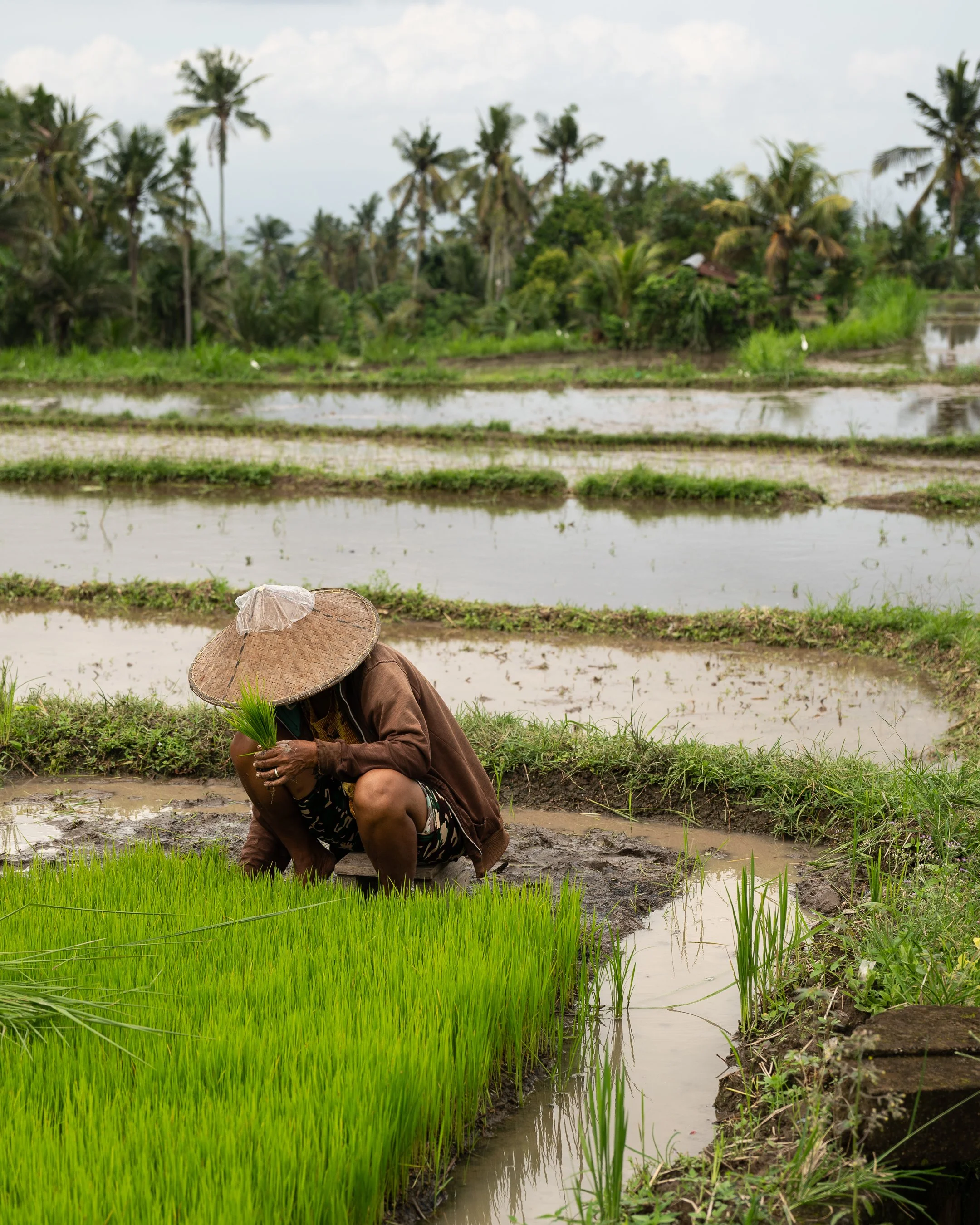 A person crouching in a rice paddy field wearing a conical hat and holding a plant, with terraced flooded fields and a backdrop of tropical trees including palm trees.
