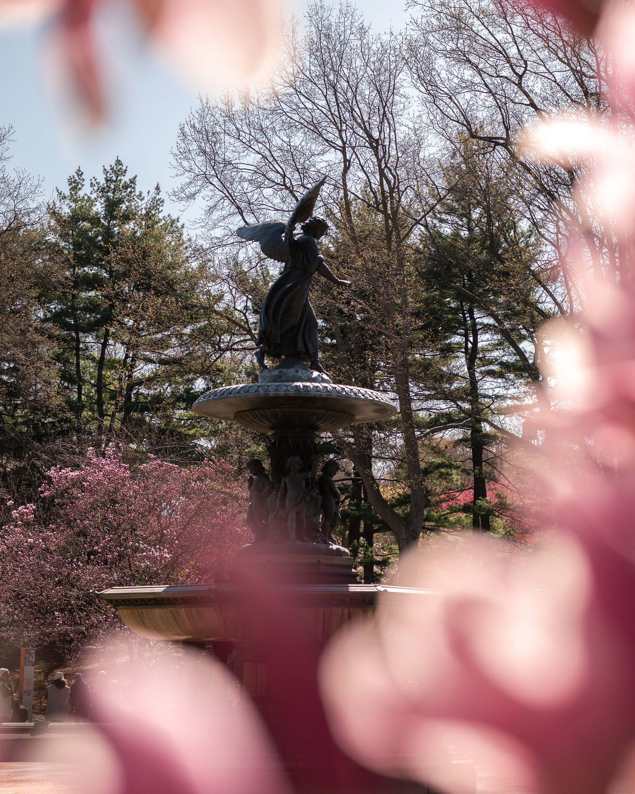 A statue of an angel on a pedestal in a park, surrounded by leafless trees and pink blooming flowers, with sunlight shining through the branches.