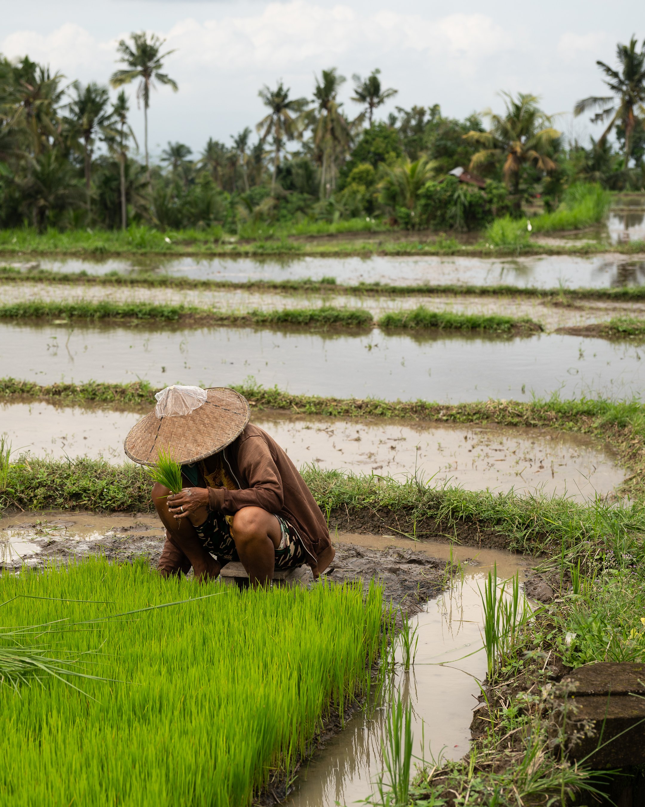 A person wearing a traditional straw hat and brown clothing is crouching in a rice paddy, planting rice seedlings, with a backdrop of palm trees and a cloudy sky.