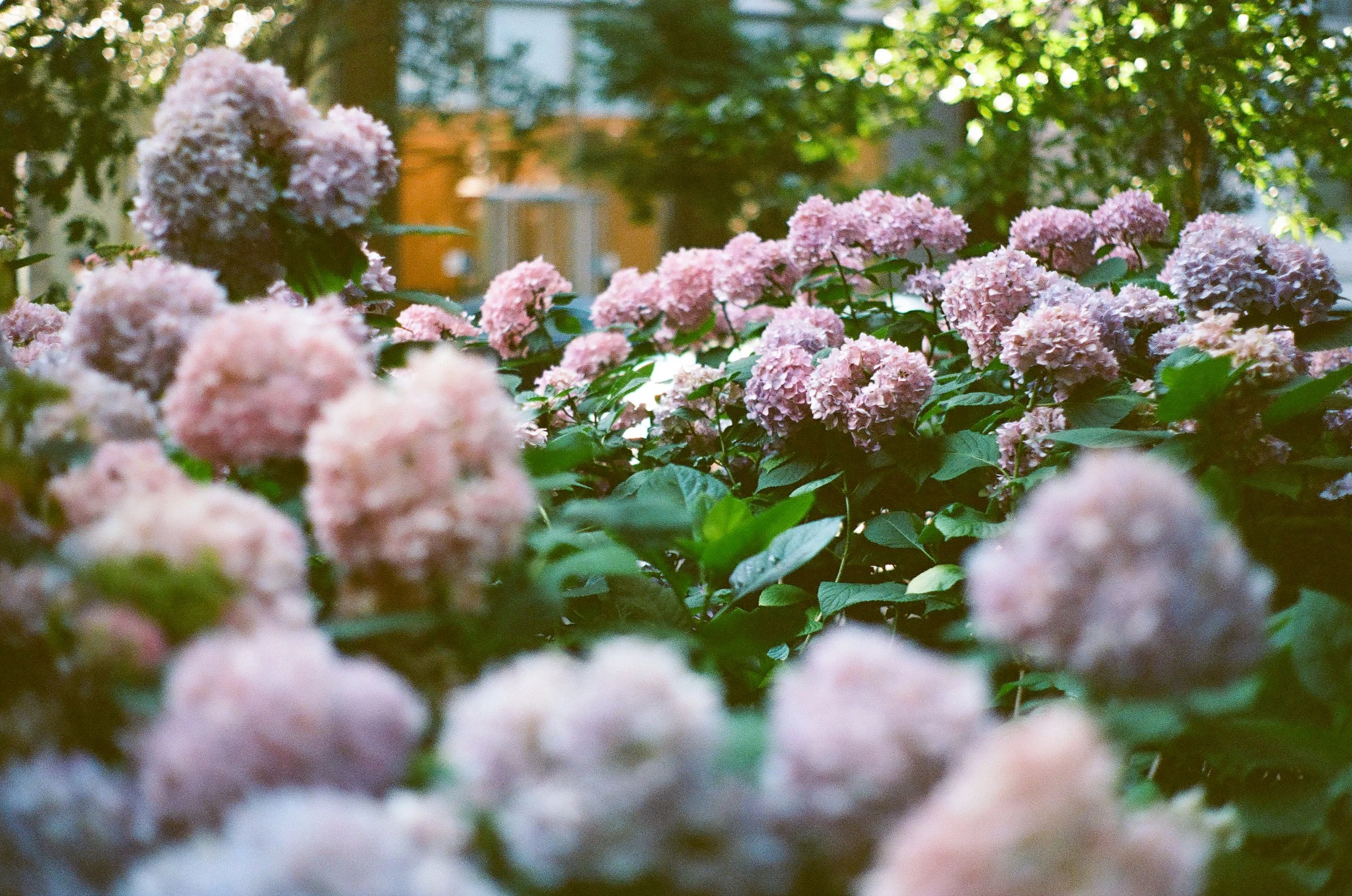Close-up of pink hydrangea flowers in bloom in a garden, with greenery and trees in the background.