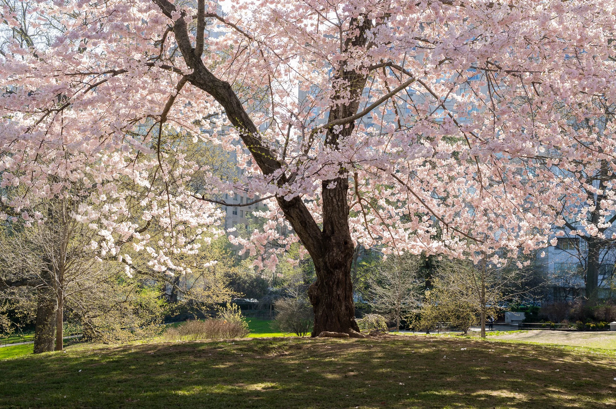 A park with a large cherry blossom tree in full bloom, surrounded by green grass and other trees, with buildings visible through the branches.