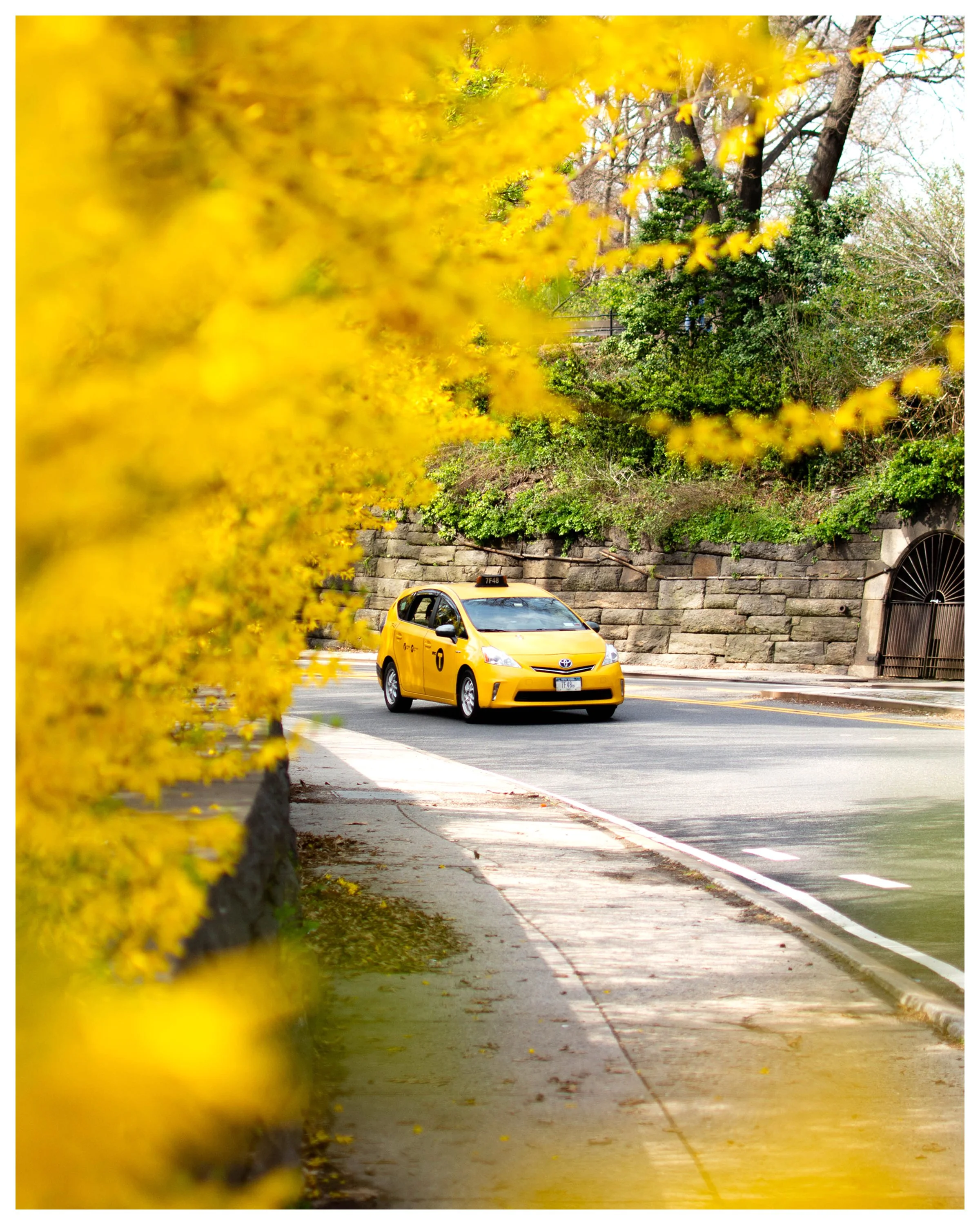 Yellow taxi cab driving on a city street with a stone wall and green trees in the background, partially obscured by yellow flowering bush in the foreground.