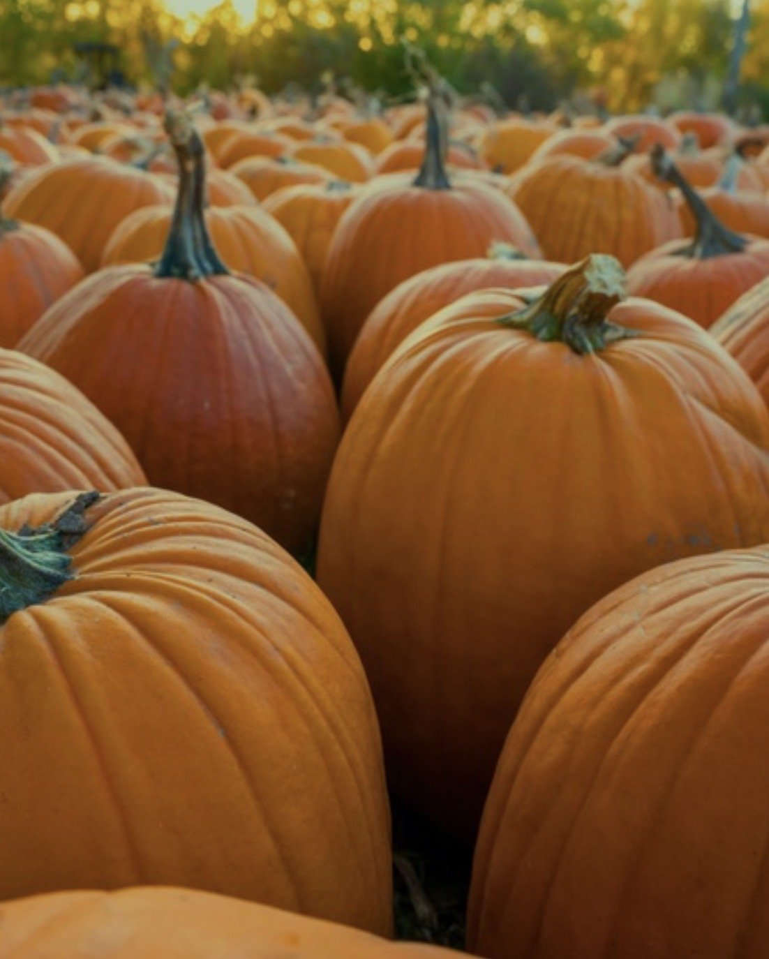 Munchkins &amp; Pumpkins