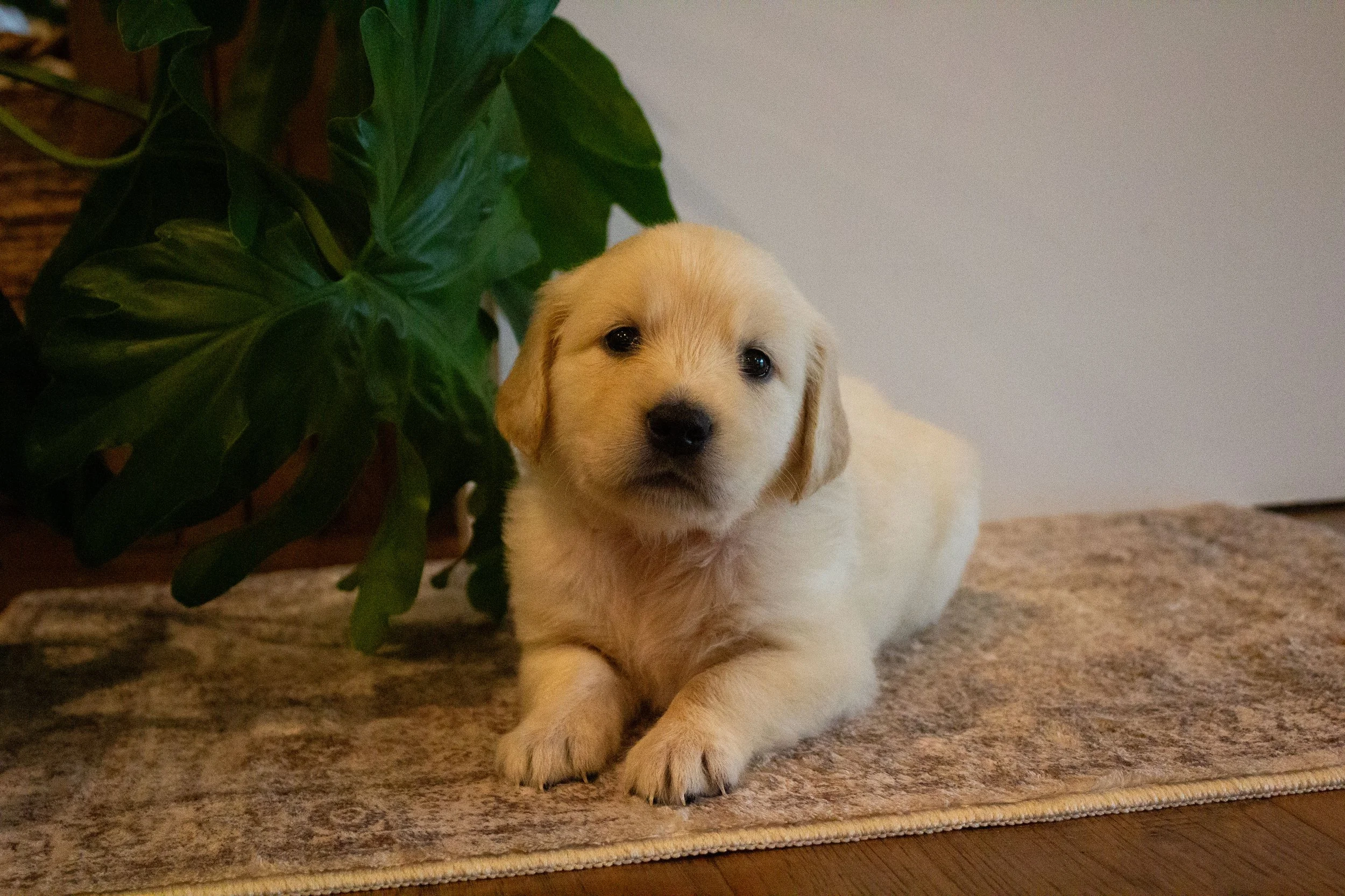 peanut [female]