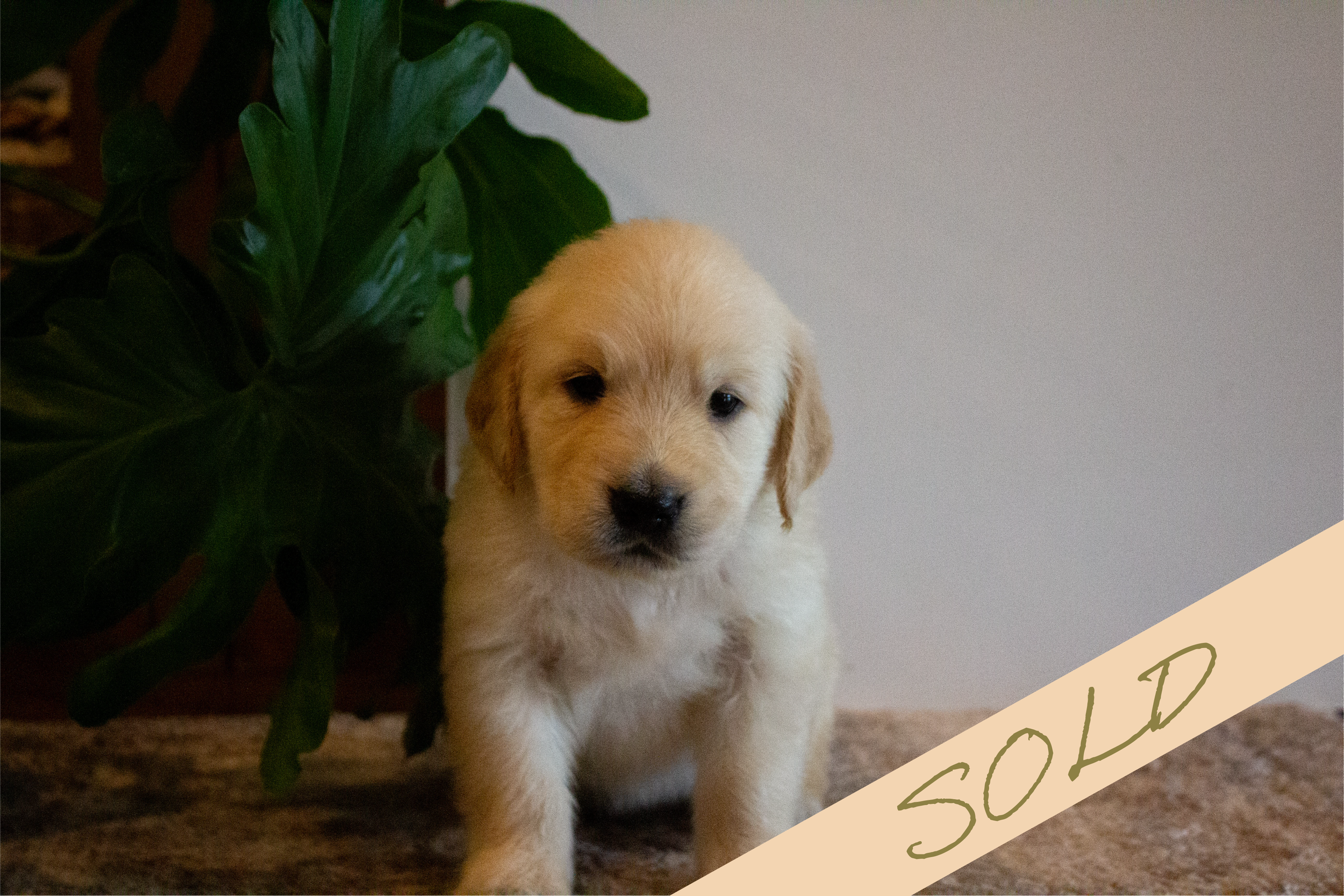 cash [male, sold]