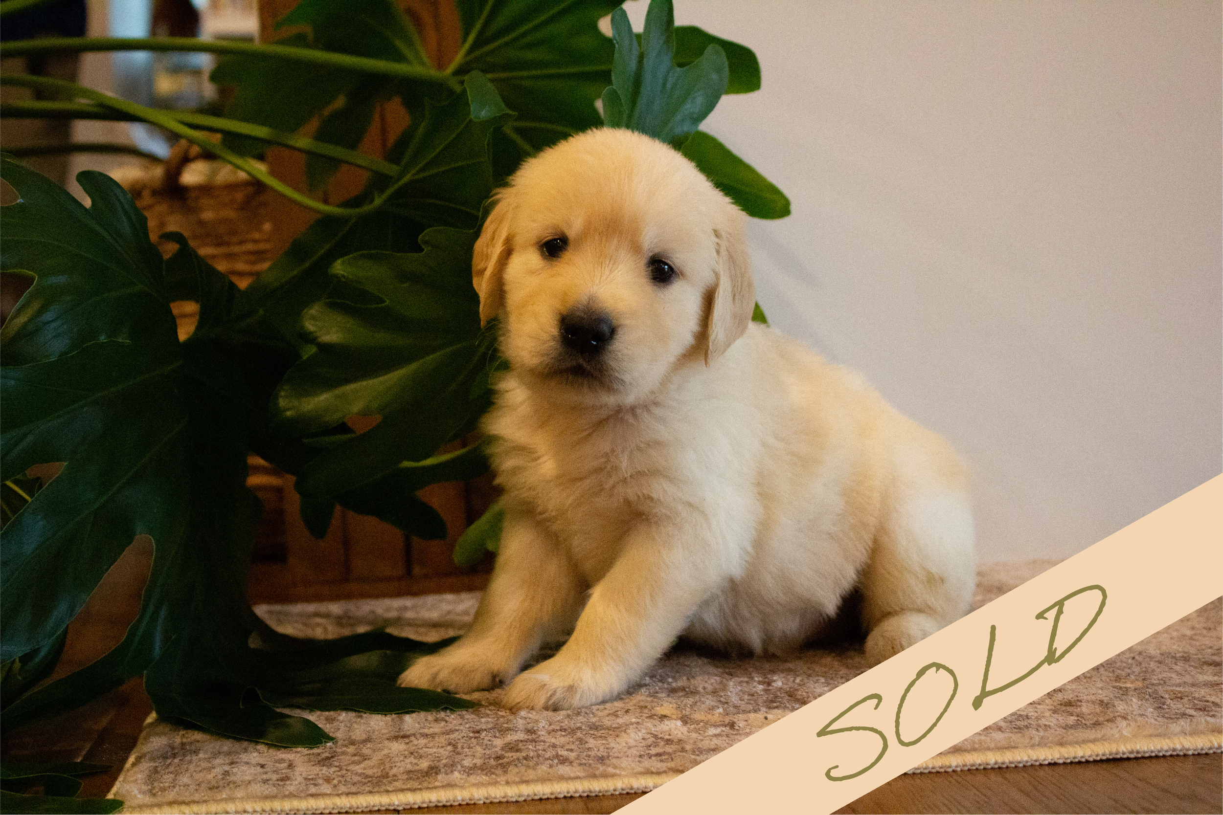 hazel [female, sold]