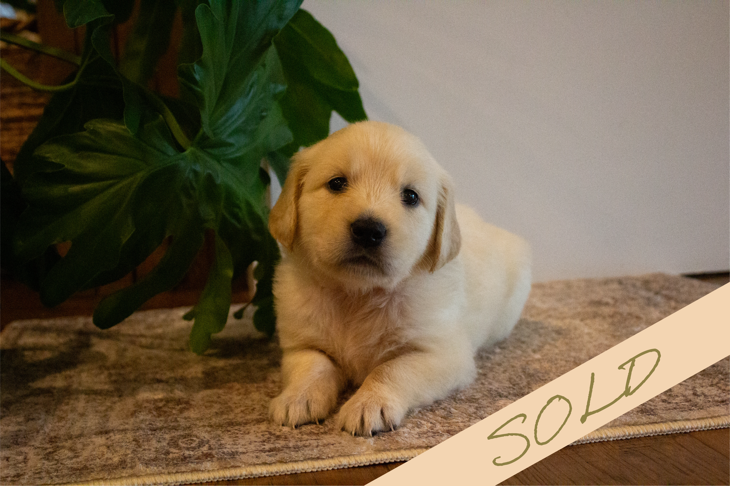 peanut [female, sold]