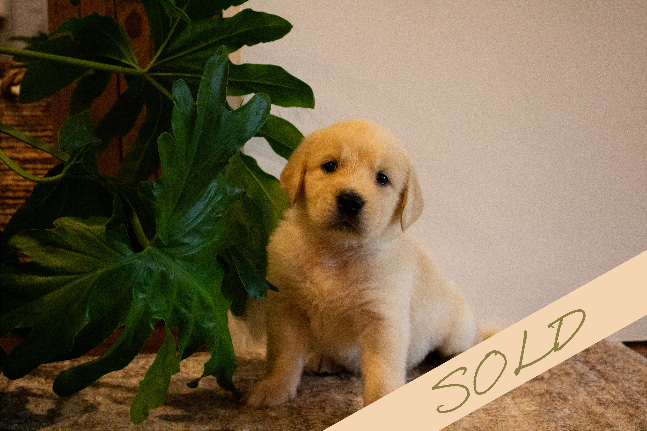 brassy [female, sold]