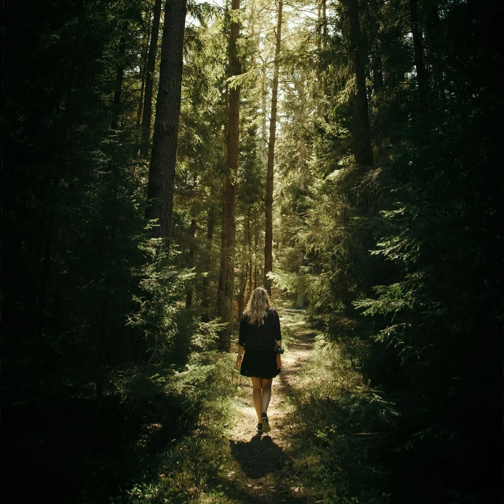 Woman walking along a sunlit trail through a dense evergreen forest