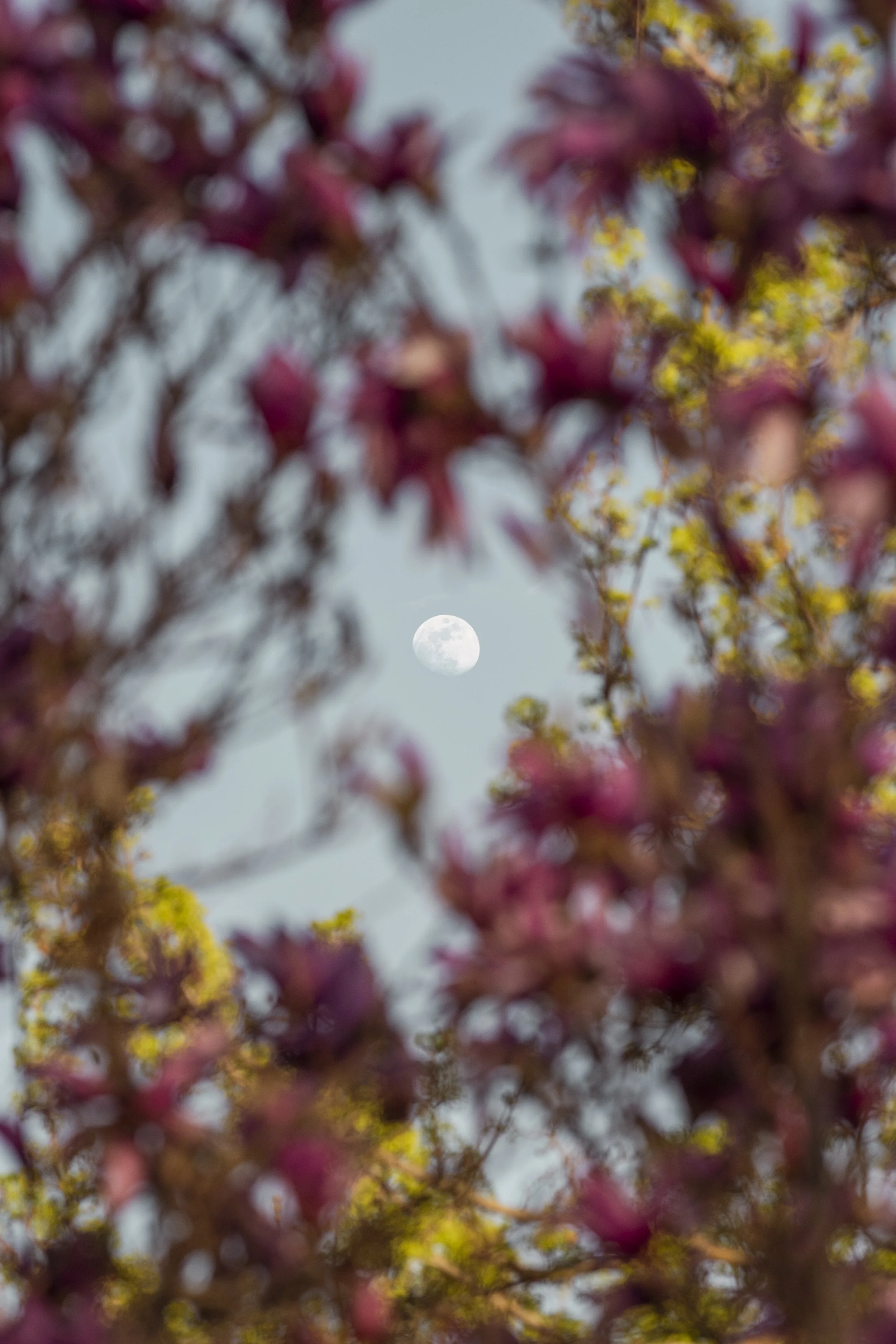 Magnolia Moon 2026