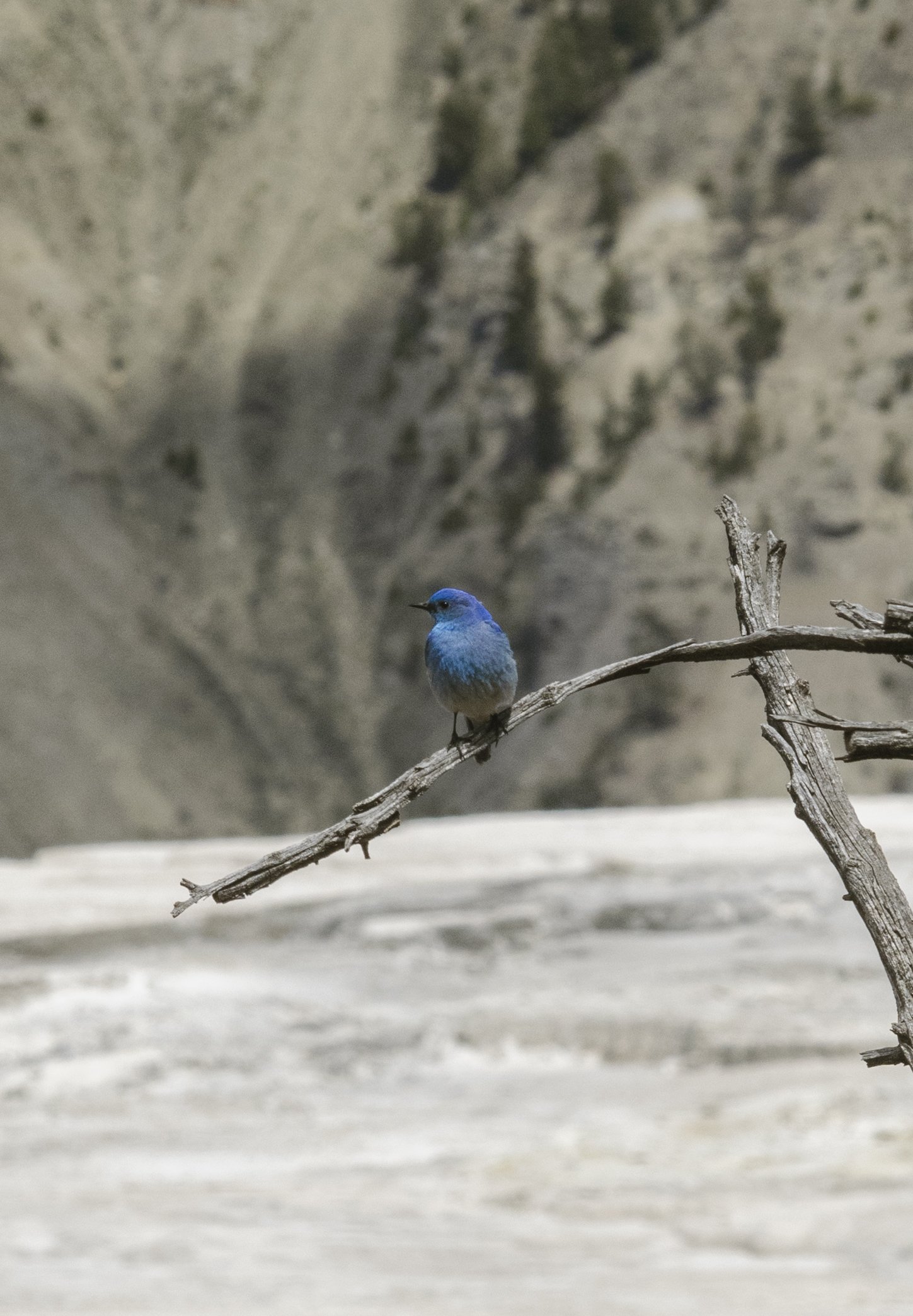 Mountain Bluebird 2026