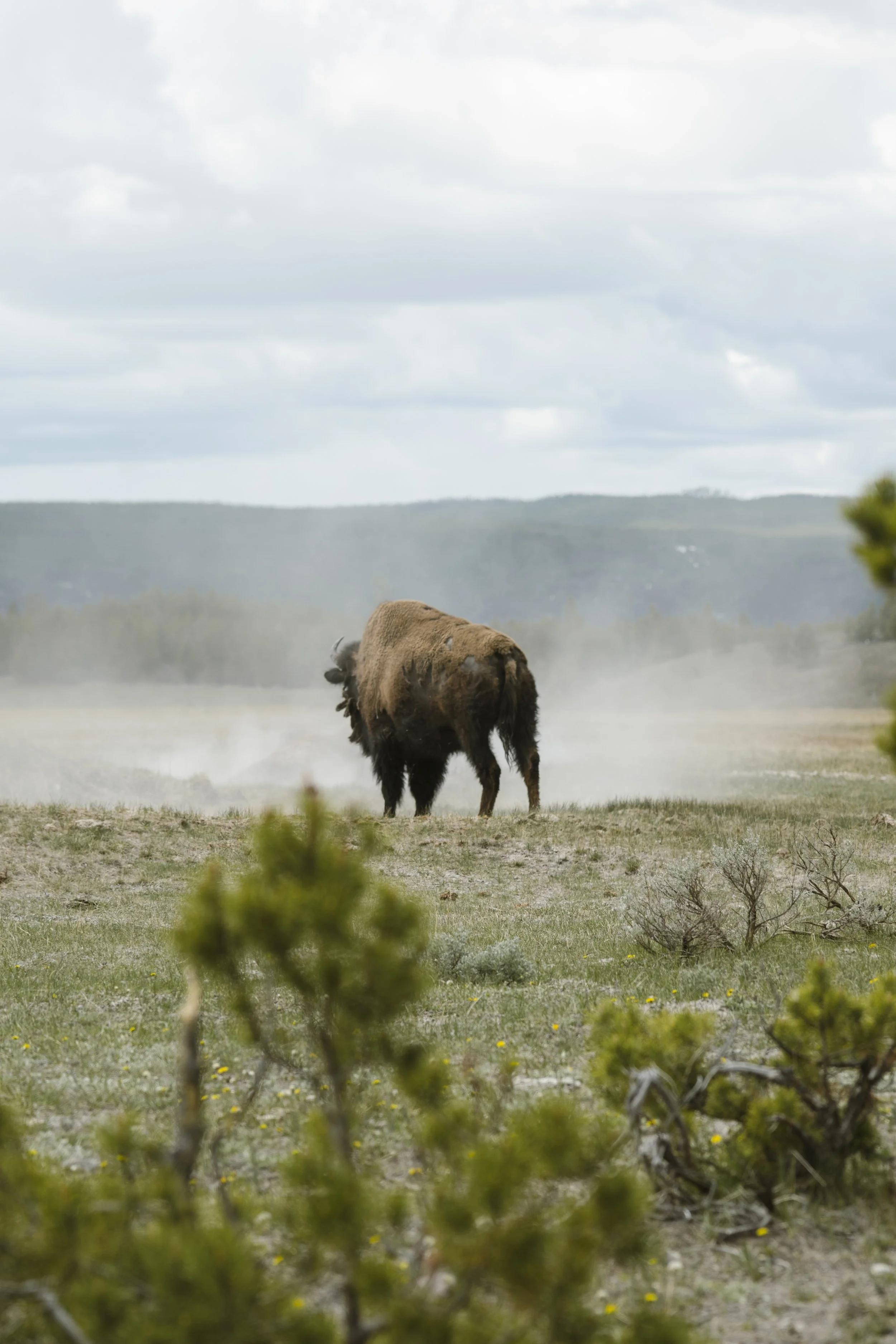 Yellowstone's Gentle Giants 2026