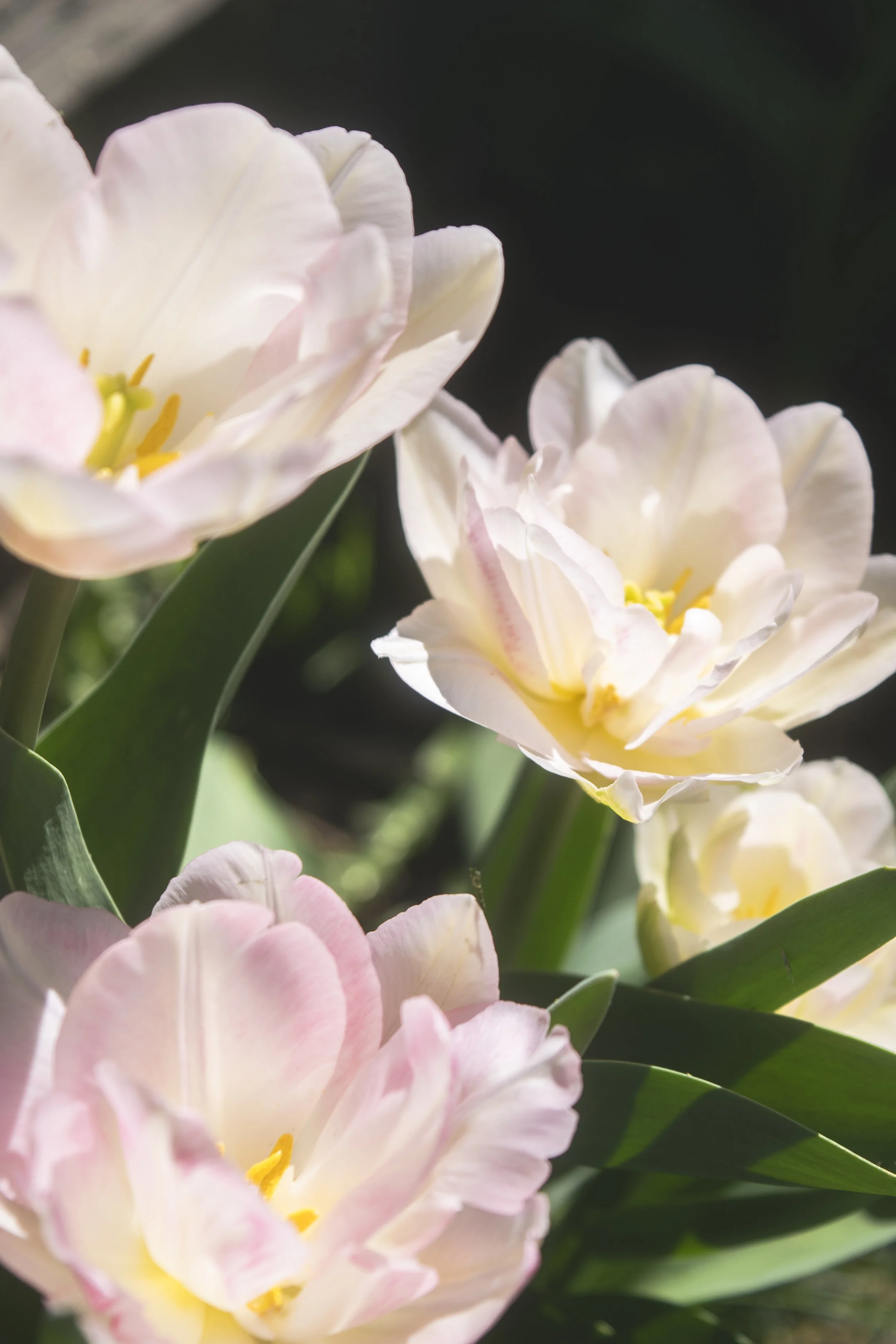 Tulips 2026