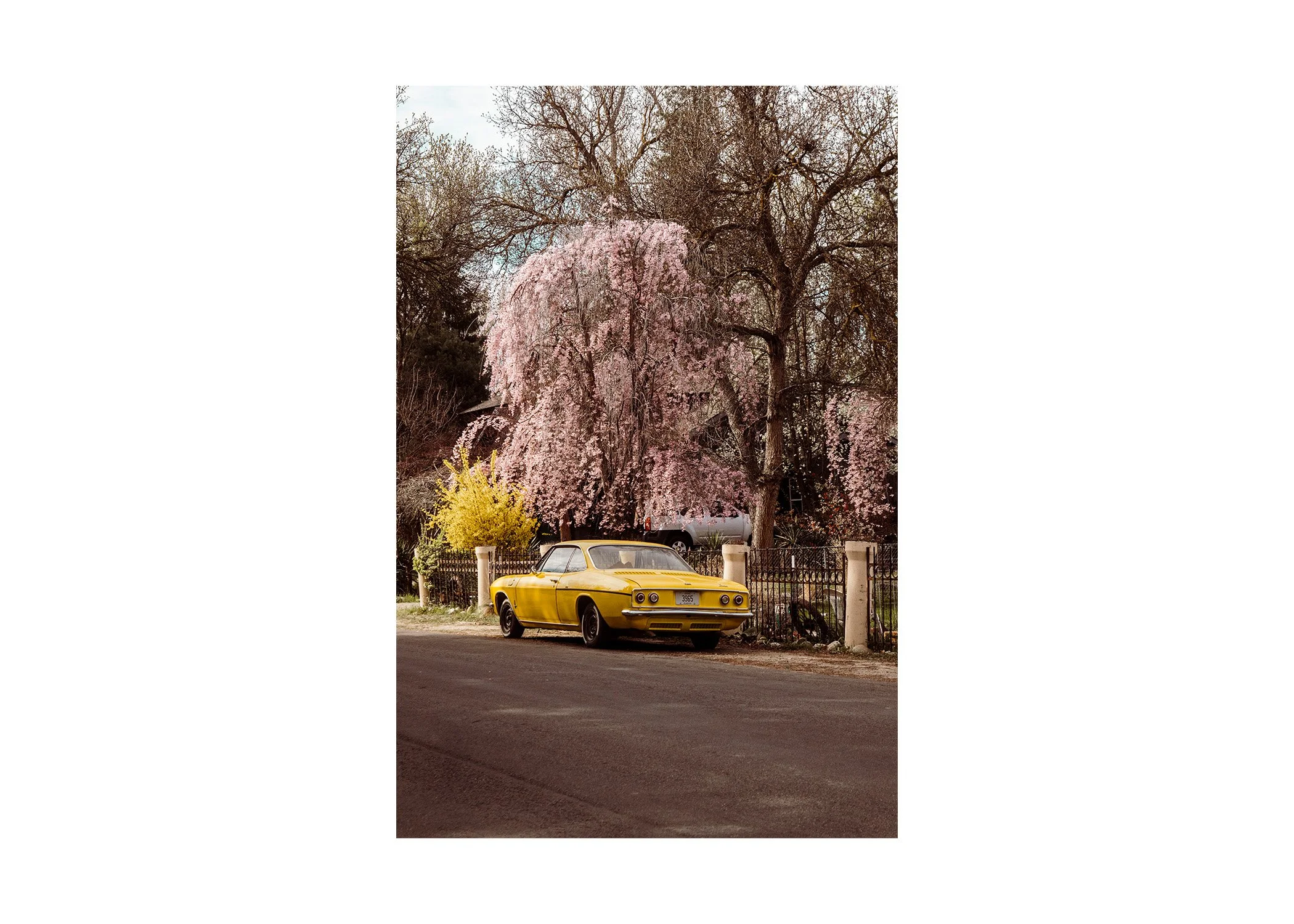 Cherry Blossom Drive 2026