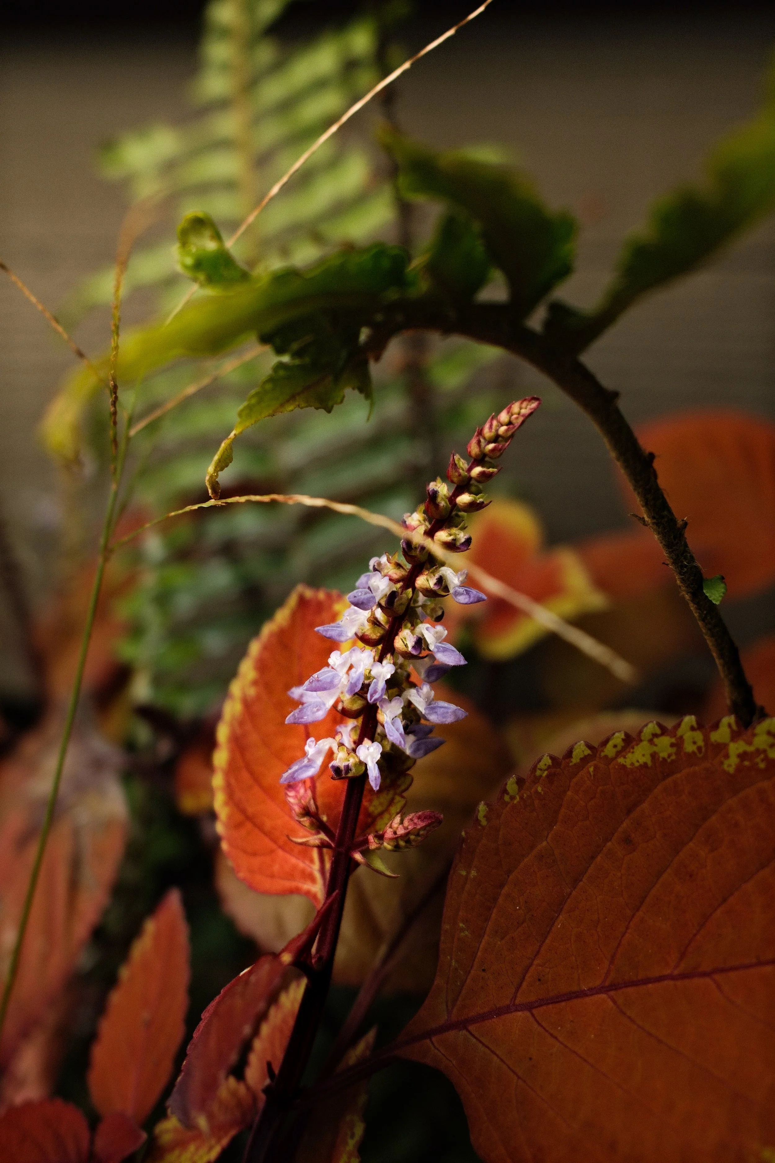 DSCF8635.jpg