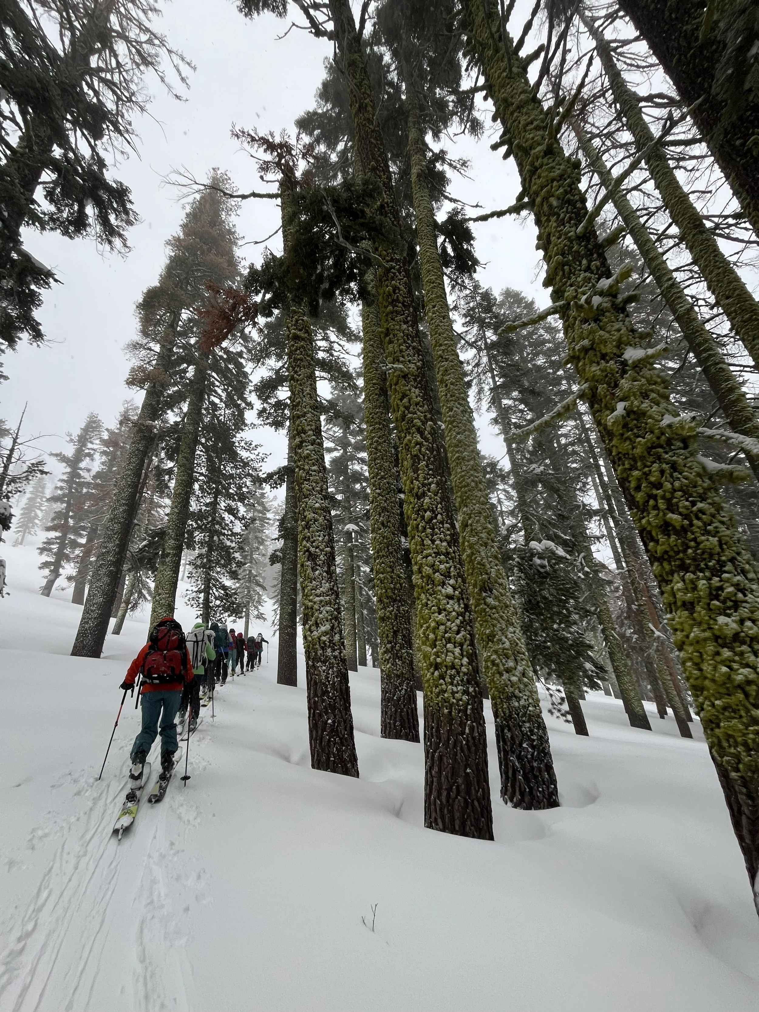 A group of hikers walking in a single file line through a snow-covered forest with tall moss-covered trees, during winter.