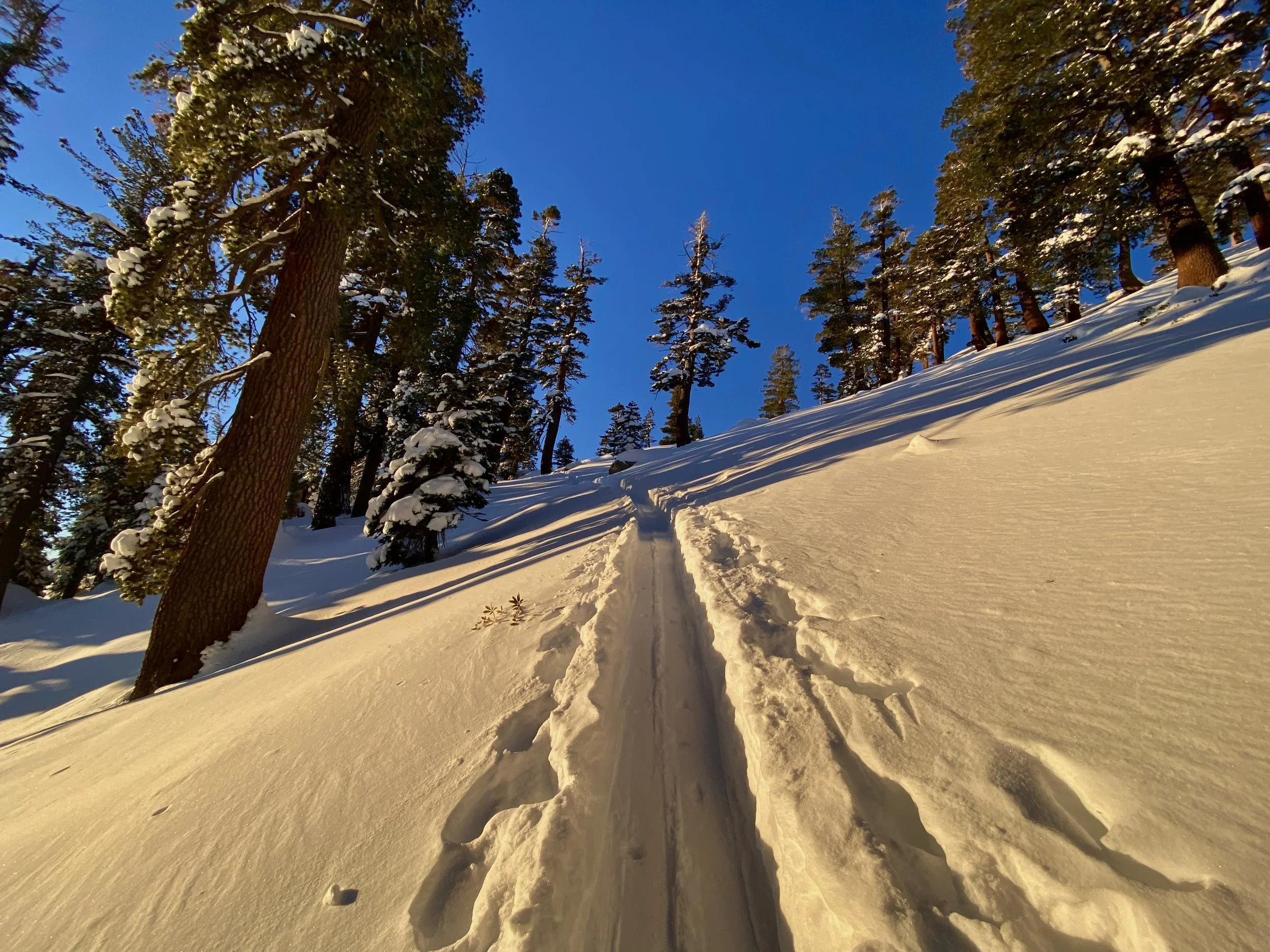 Snow-covered trail running through a forest of tall trees under a clear blue sky.