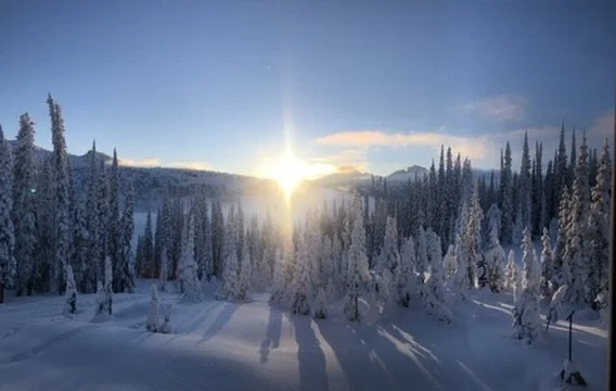 Sunset over a snow-covered forest with tall evergreen trees and long shadows on the snow.