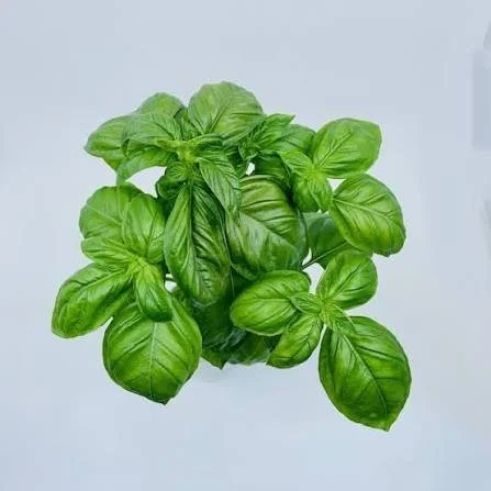 Basil