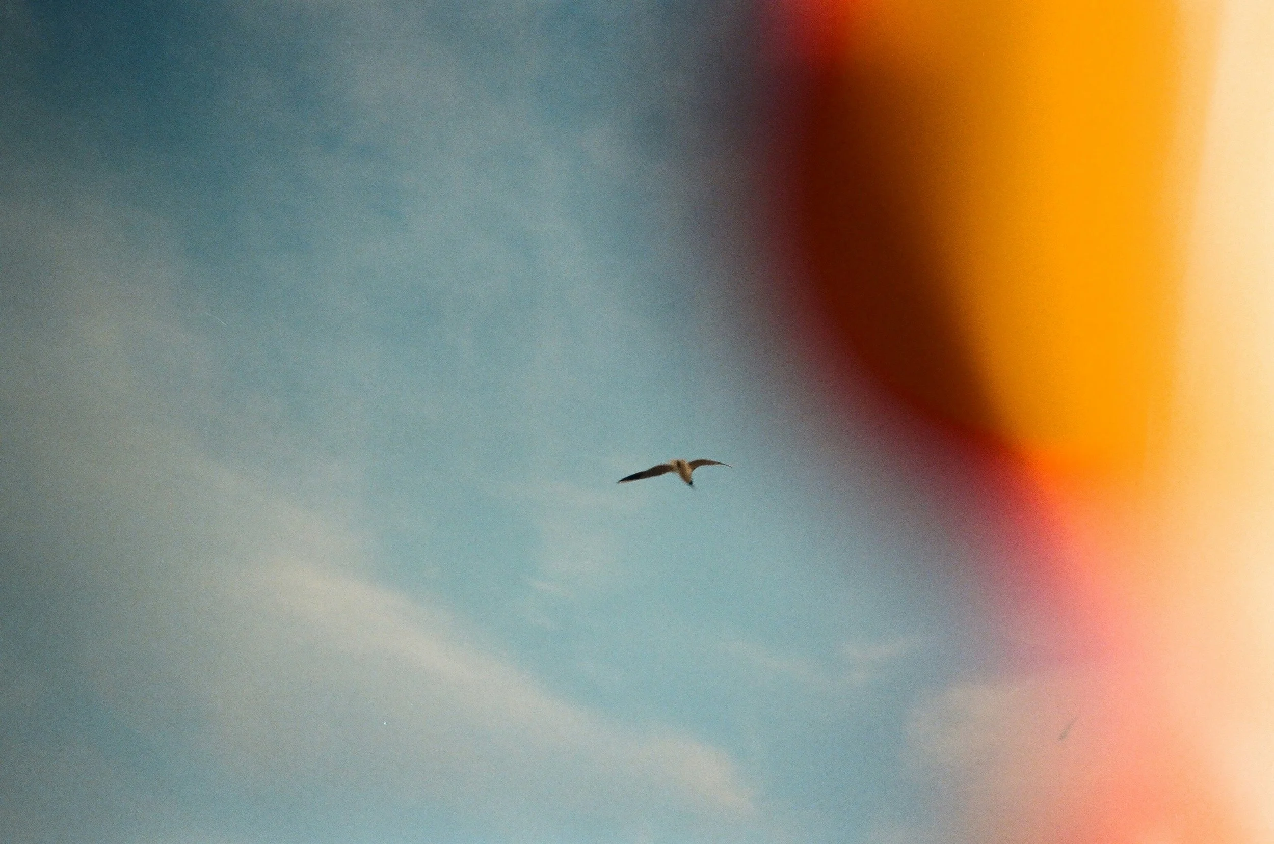 A bird soaring in the sky with colorful light streaks.