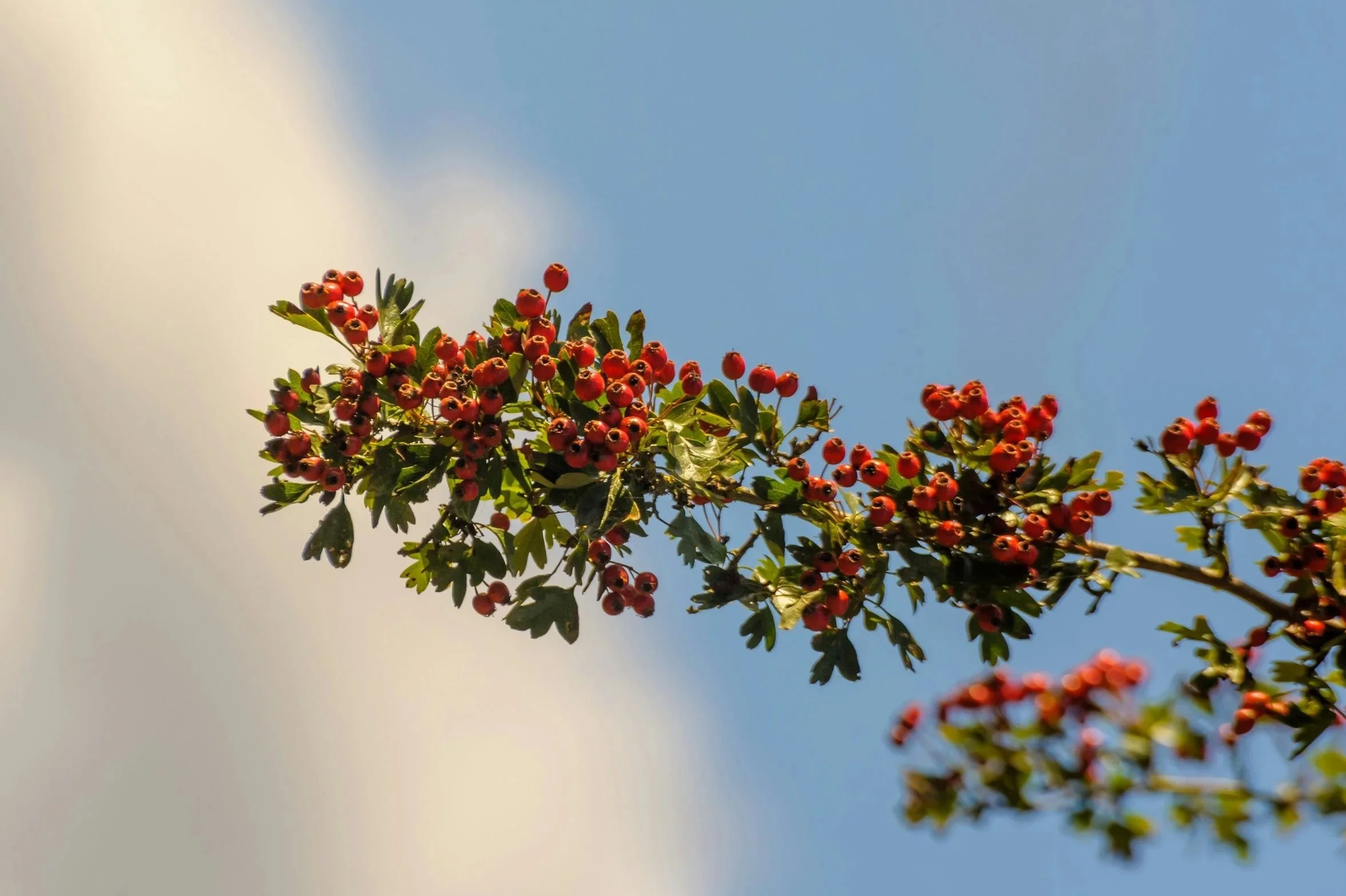 Close-up of a branch with small red berries and green leaves against a blue sky with some clouds.