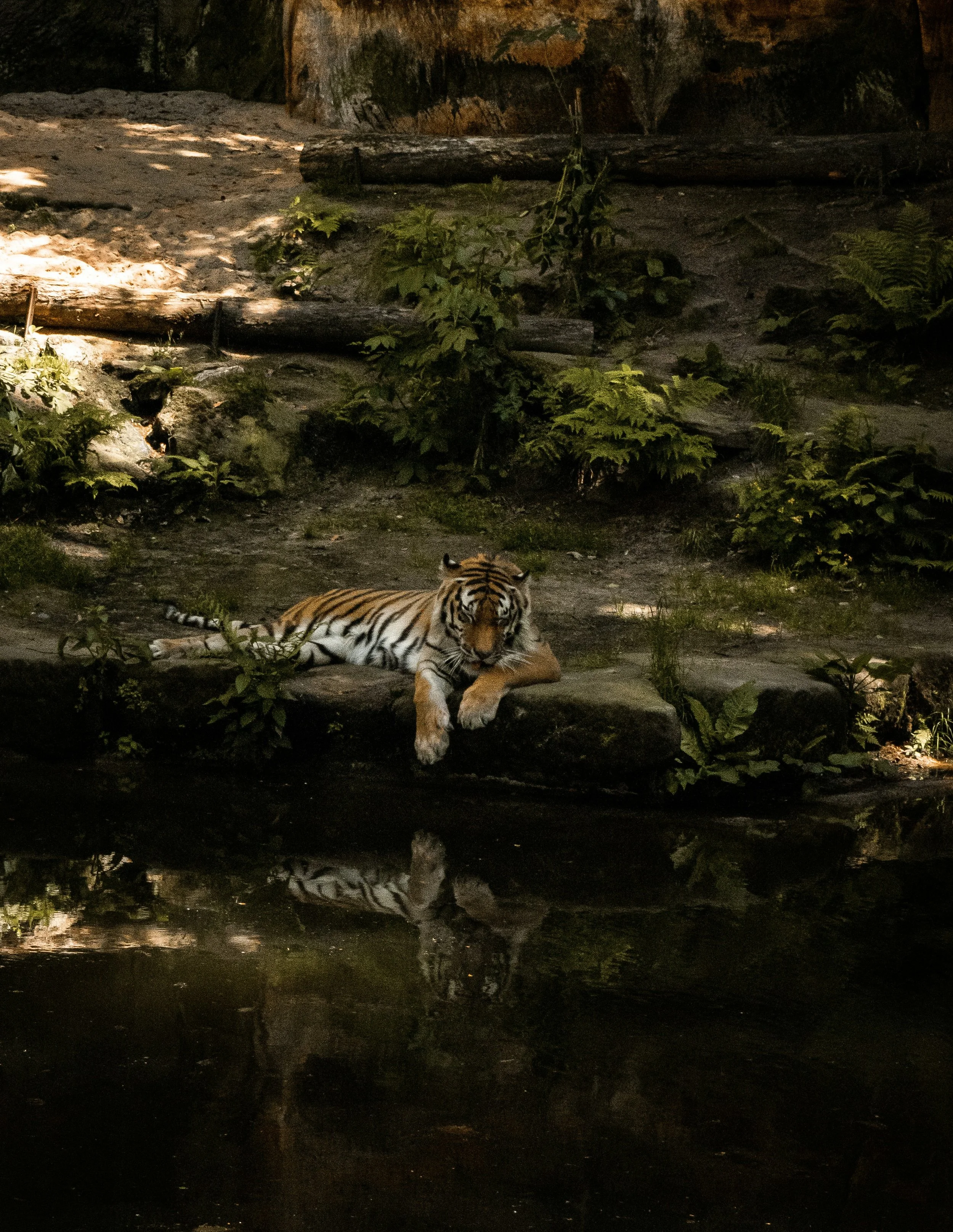 A tiger lying down near a body of water with lush greenery and rocks in the background.