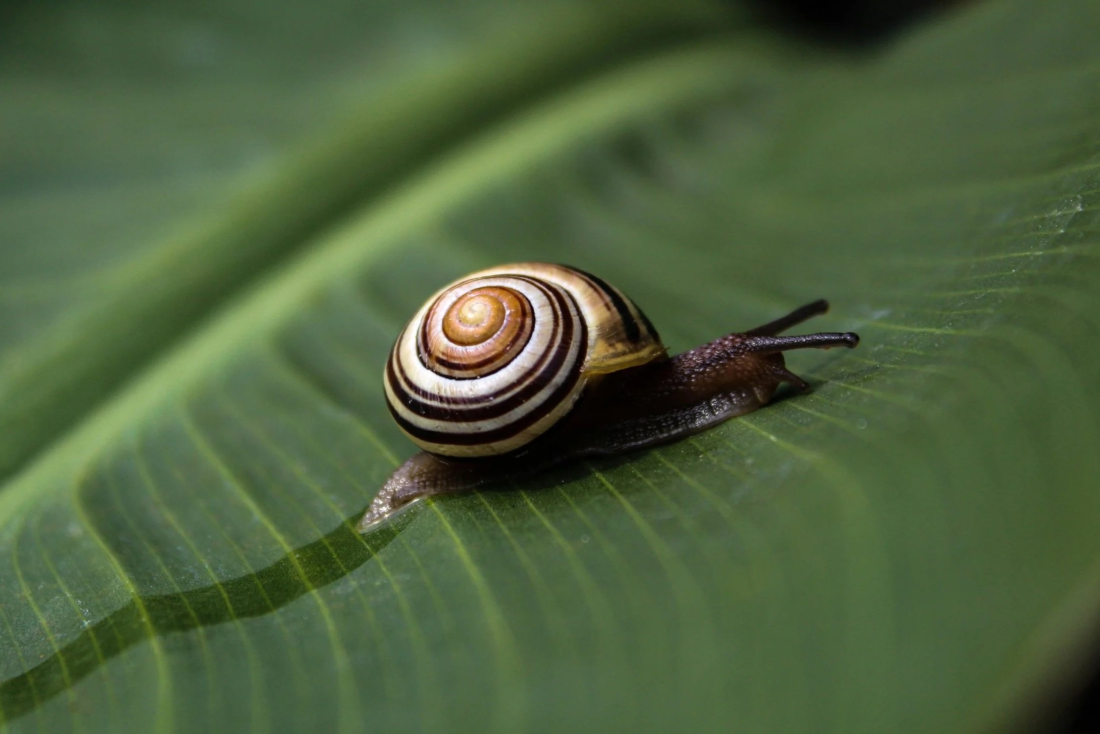 A snail with a brown and cream striped shell moving on a green leaf.