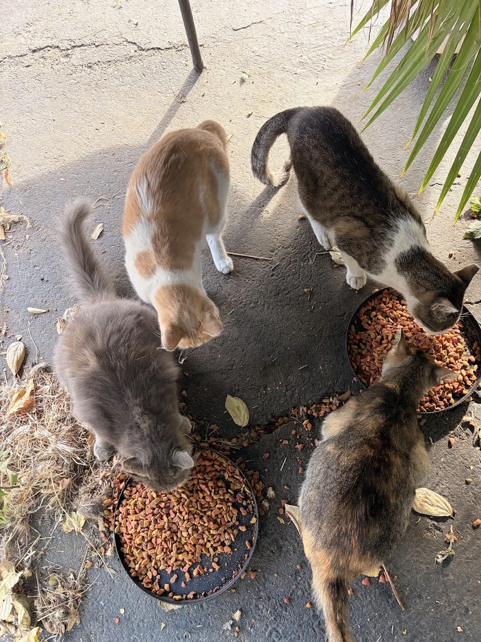Can they be moved or adopted?
