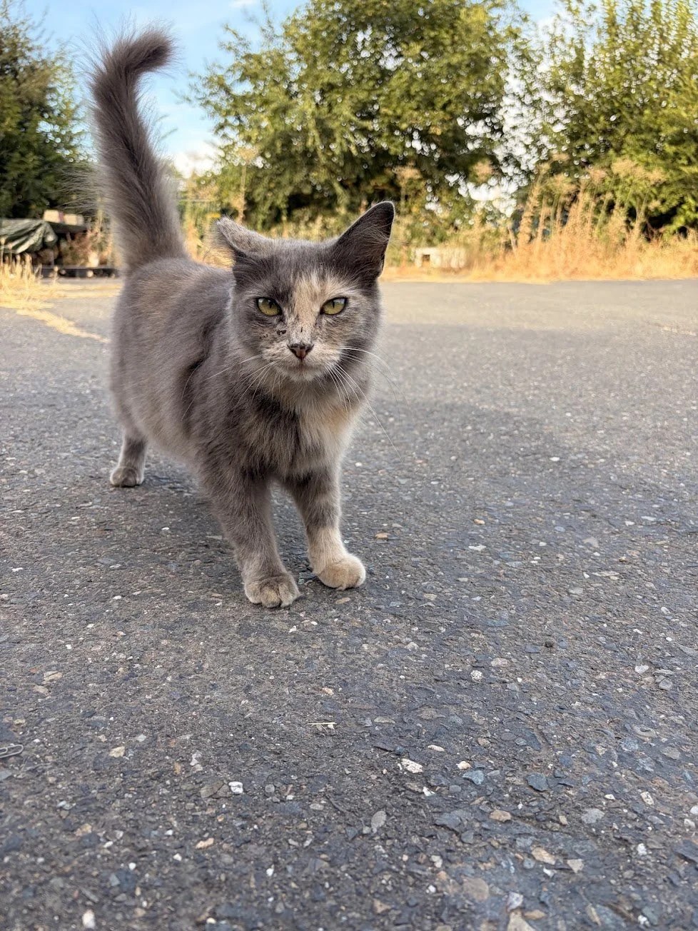 Cat Spotlight (Baps)