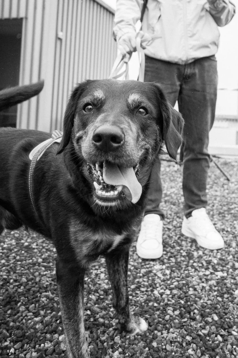 Ein fröhlicher Hund mit offener Schnauze und heraushängender Zunge, gehalten an der Leine, im Vordergrund. Im Hintergrund sind Beine einer Person zu sehen, die den Hund hält, mit einer umgebenden Außenumgebung, die einen Kiesboden und eine Holzwand u