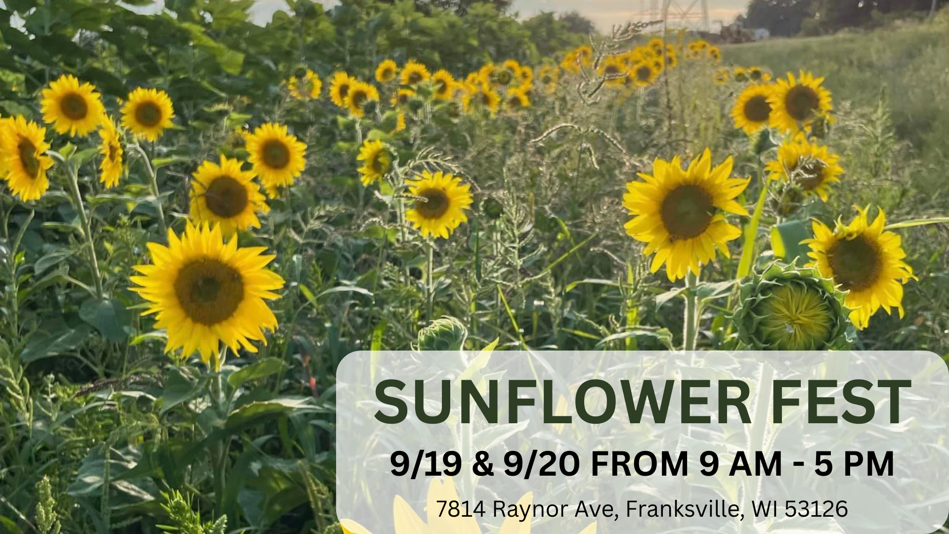 Sunflower Fest