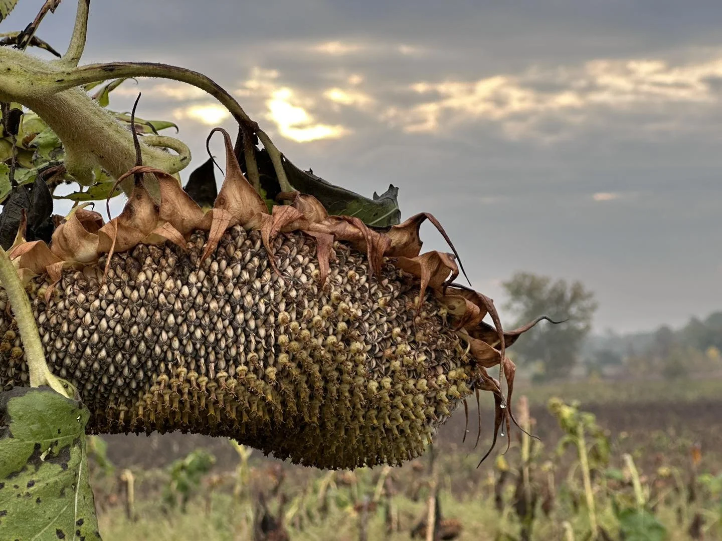 Sunflower Seed Harvest &amp; Orchard Gleaning