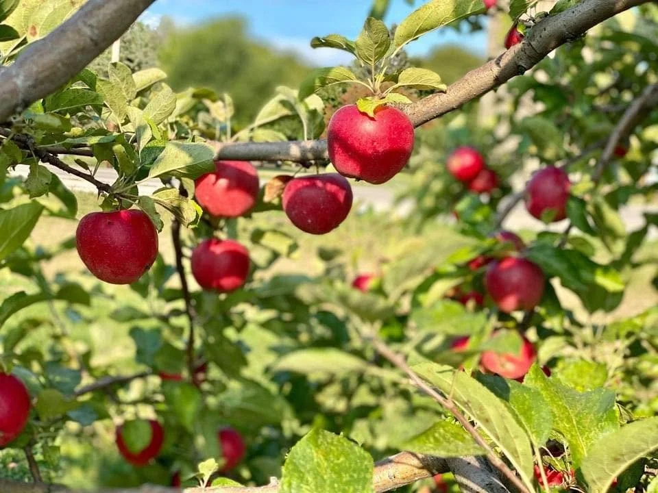 Red apples ripening on tree branches in an orchard.